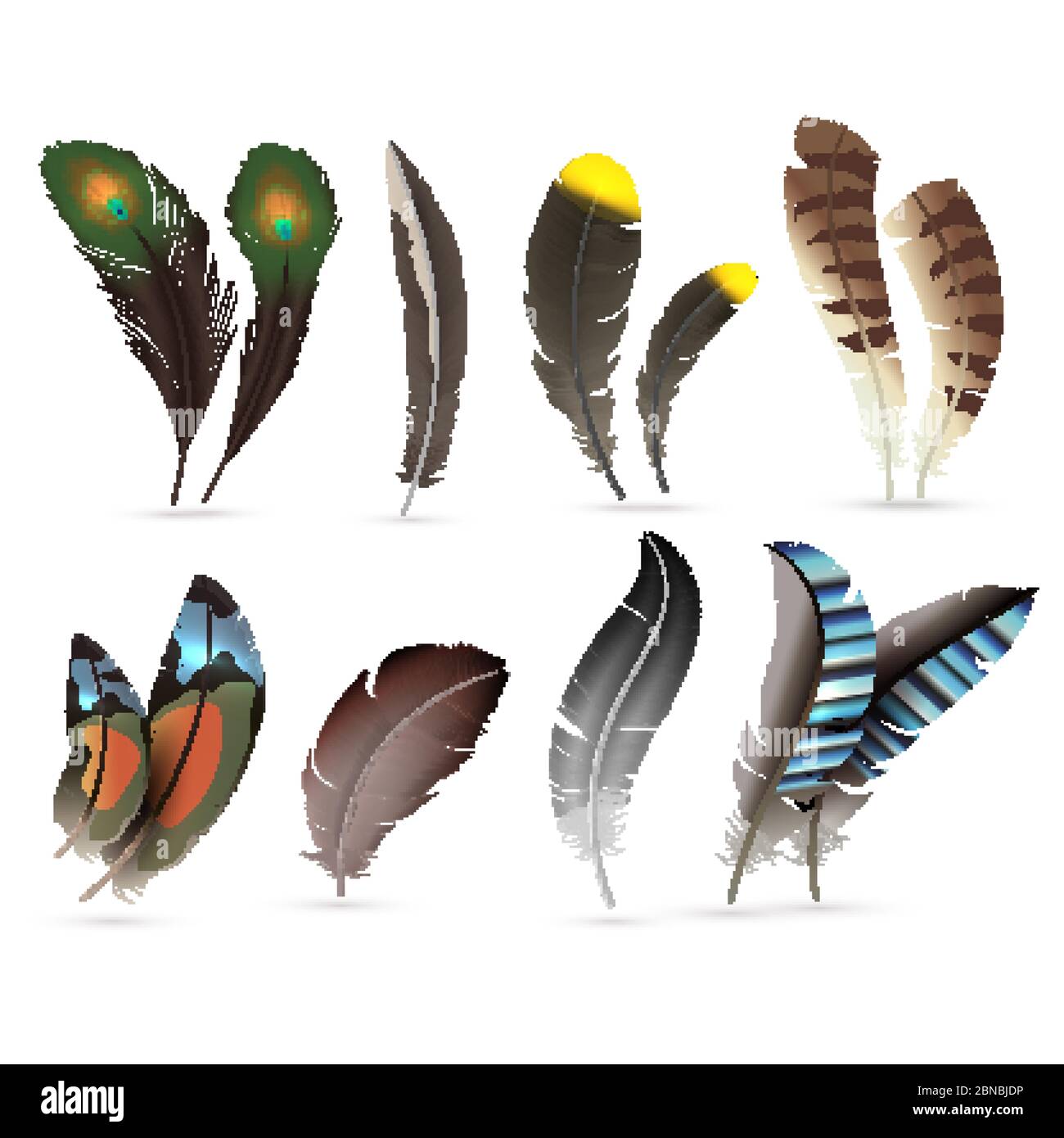 Different Types Of Bird Feathers
