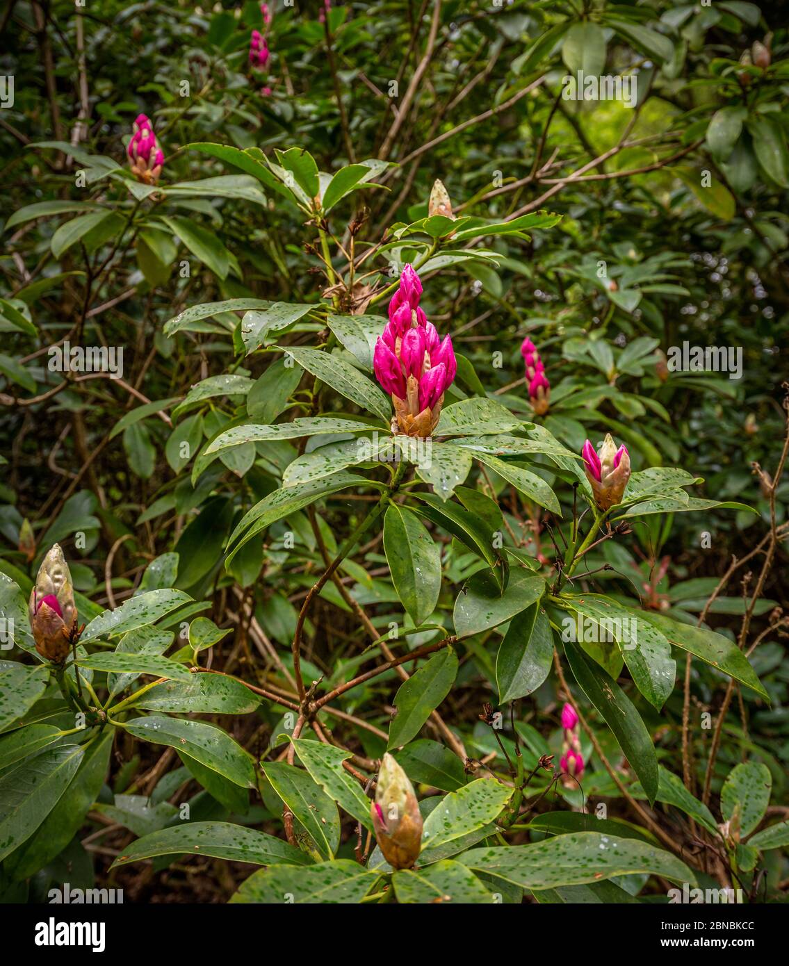 Flower bud on a nest of leaves getting ready to unfurl.  A rhododendron shrub set in a woodland with raindrops visible on the leaves. Stock Photo