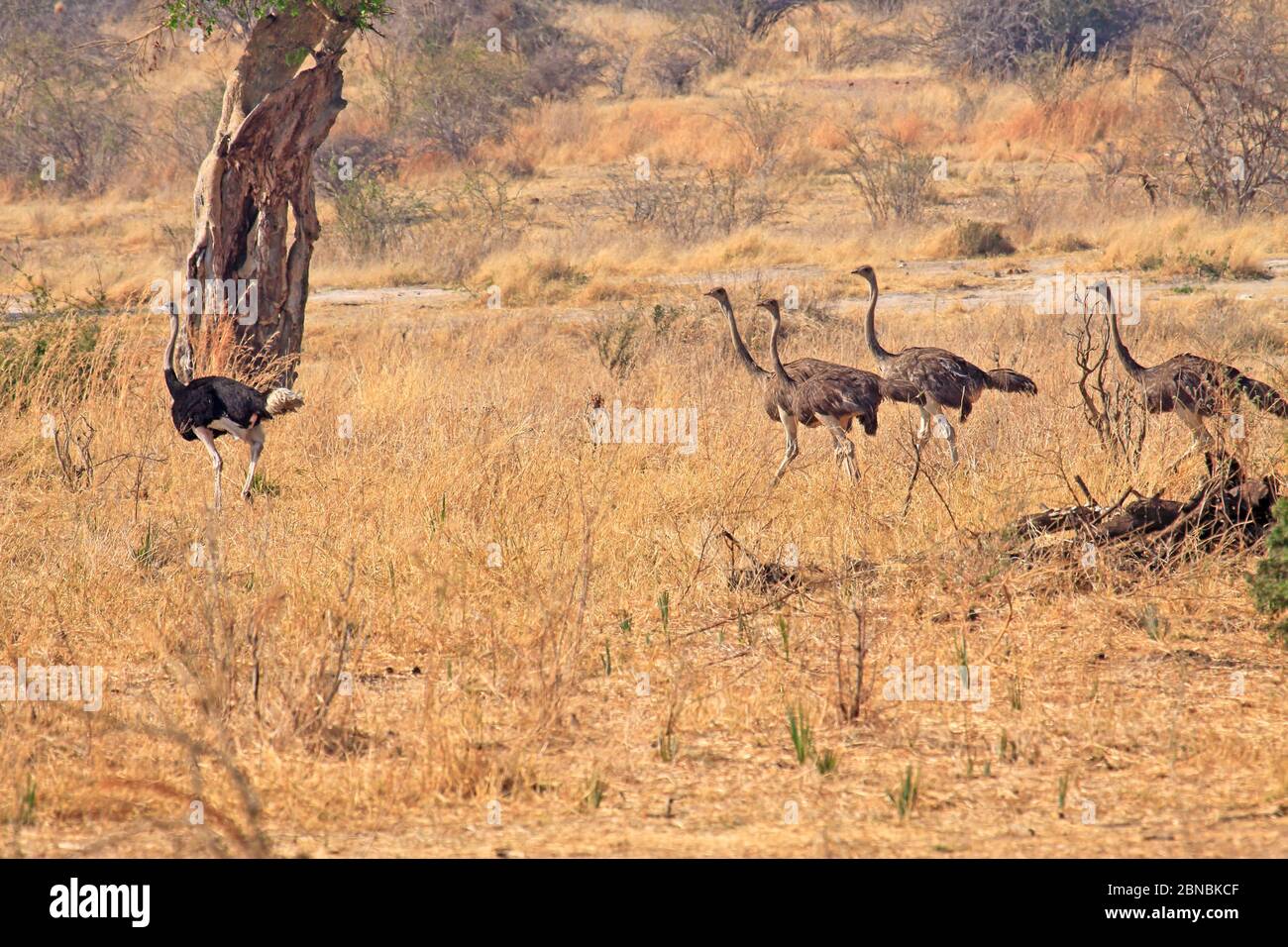 A family of ostrich travel through the grasslands of Tanzania Stock Photo