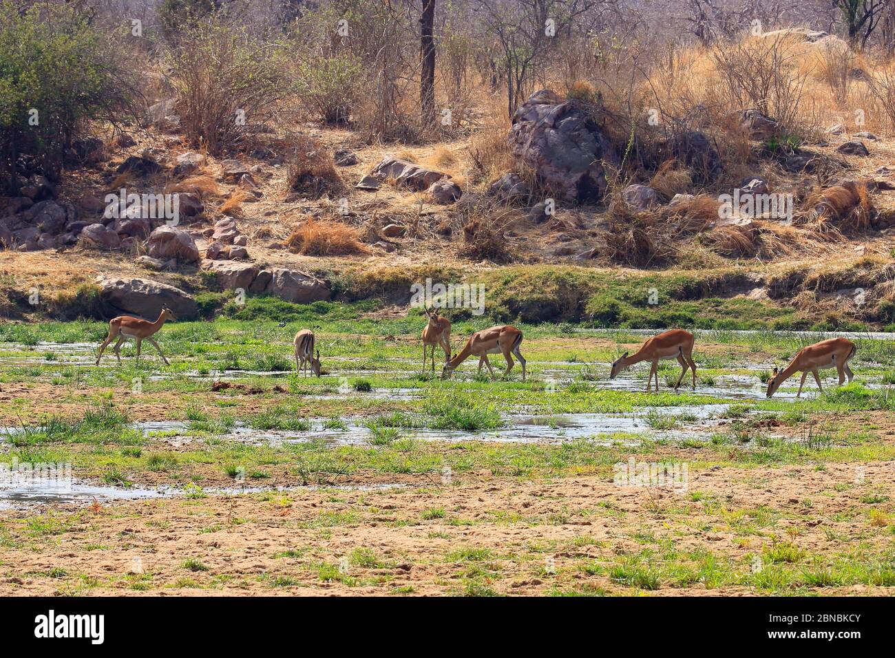 A small herd of impala drinking in a riverbed Stock Photo