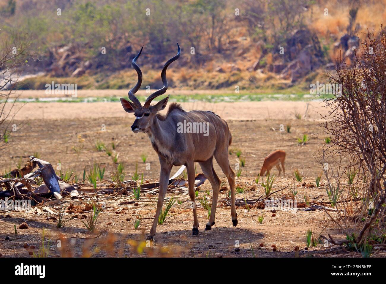 Male Greater Kudu Stock Photo