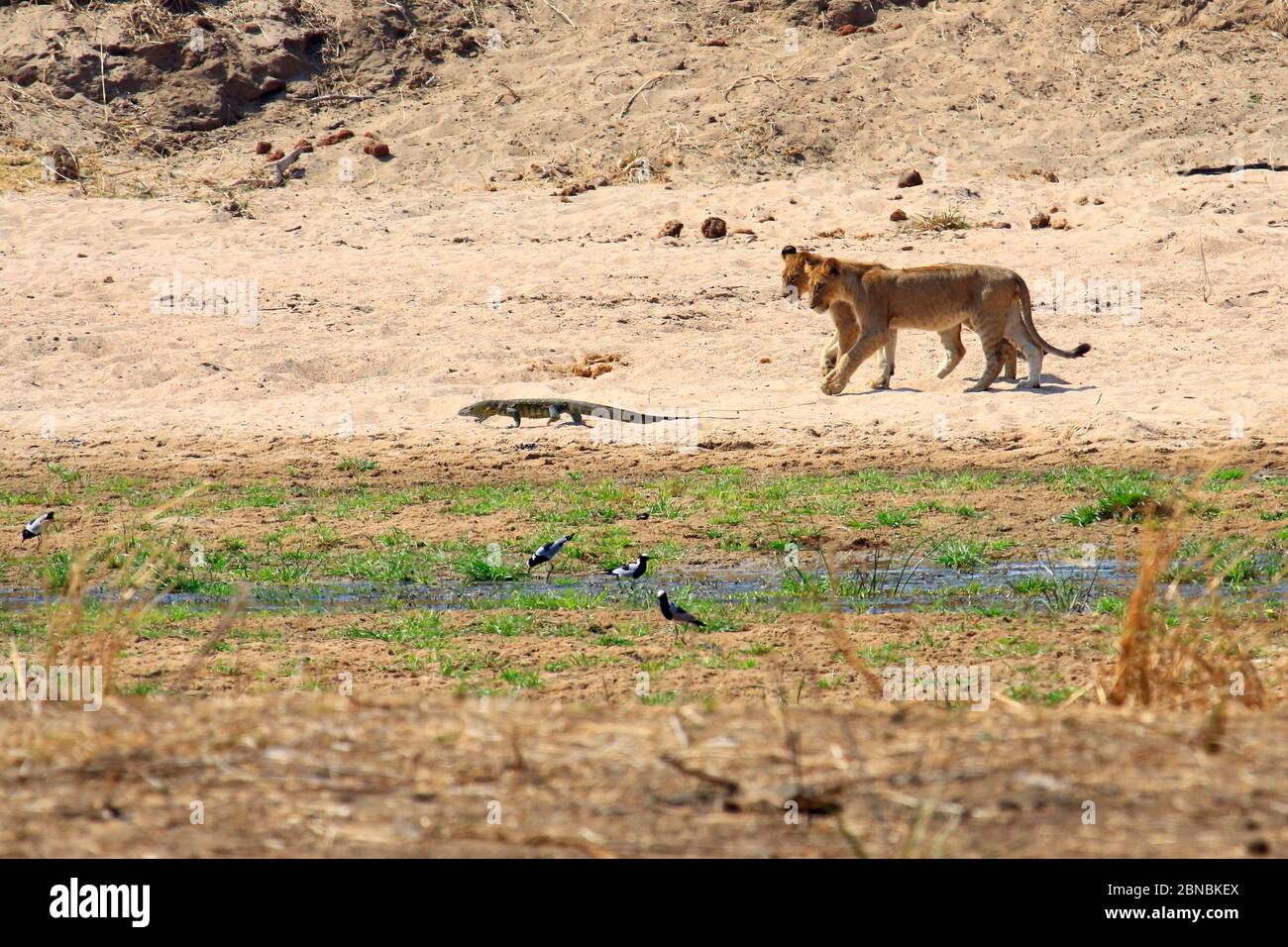Two young lions stalking a savannah monitor lizard Stock Photo