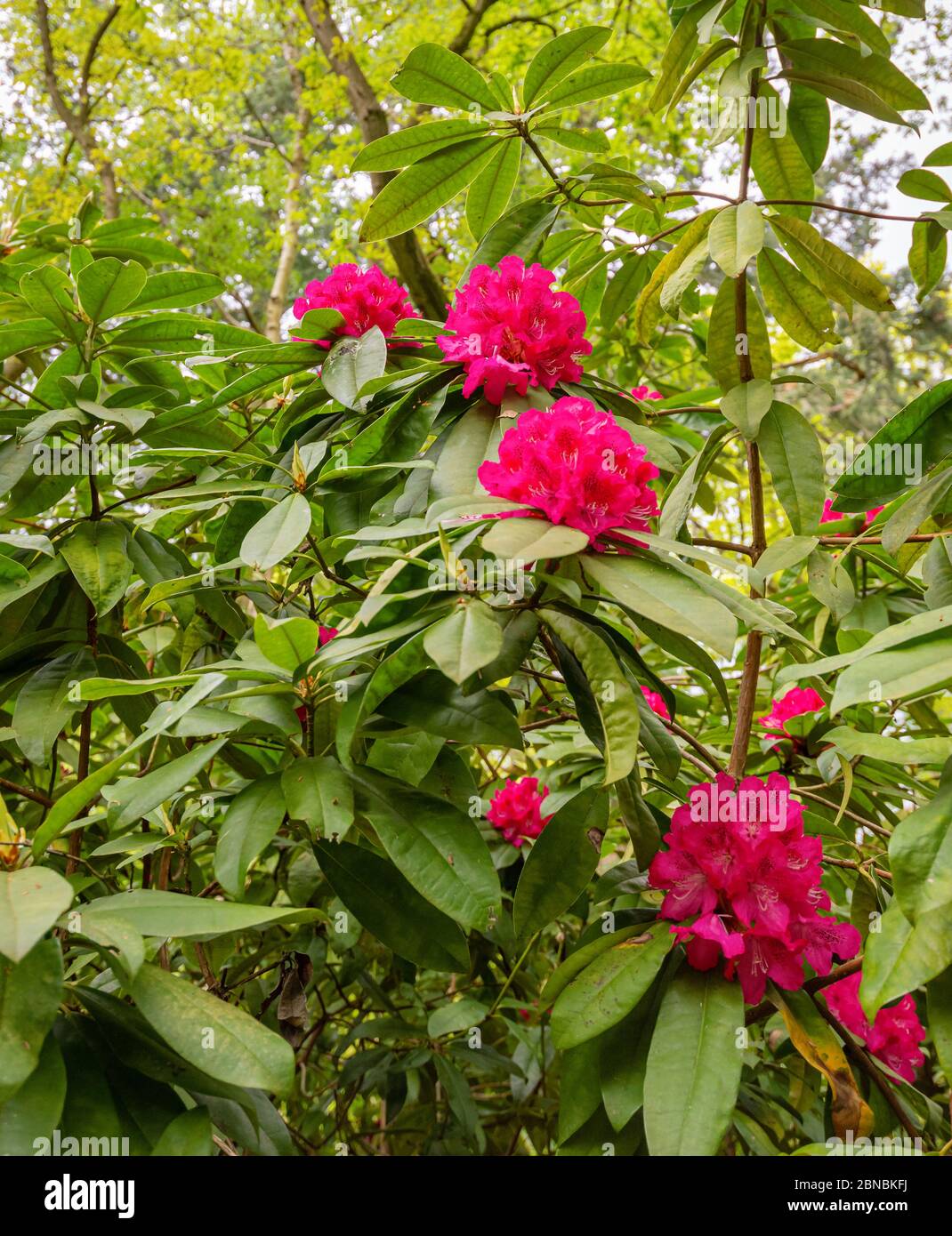 Rhododendron shrub in a woodland setting.  Blooming magenta flowers rest on glossy leaves bloom in Springtime. Stock Photo