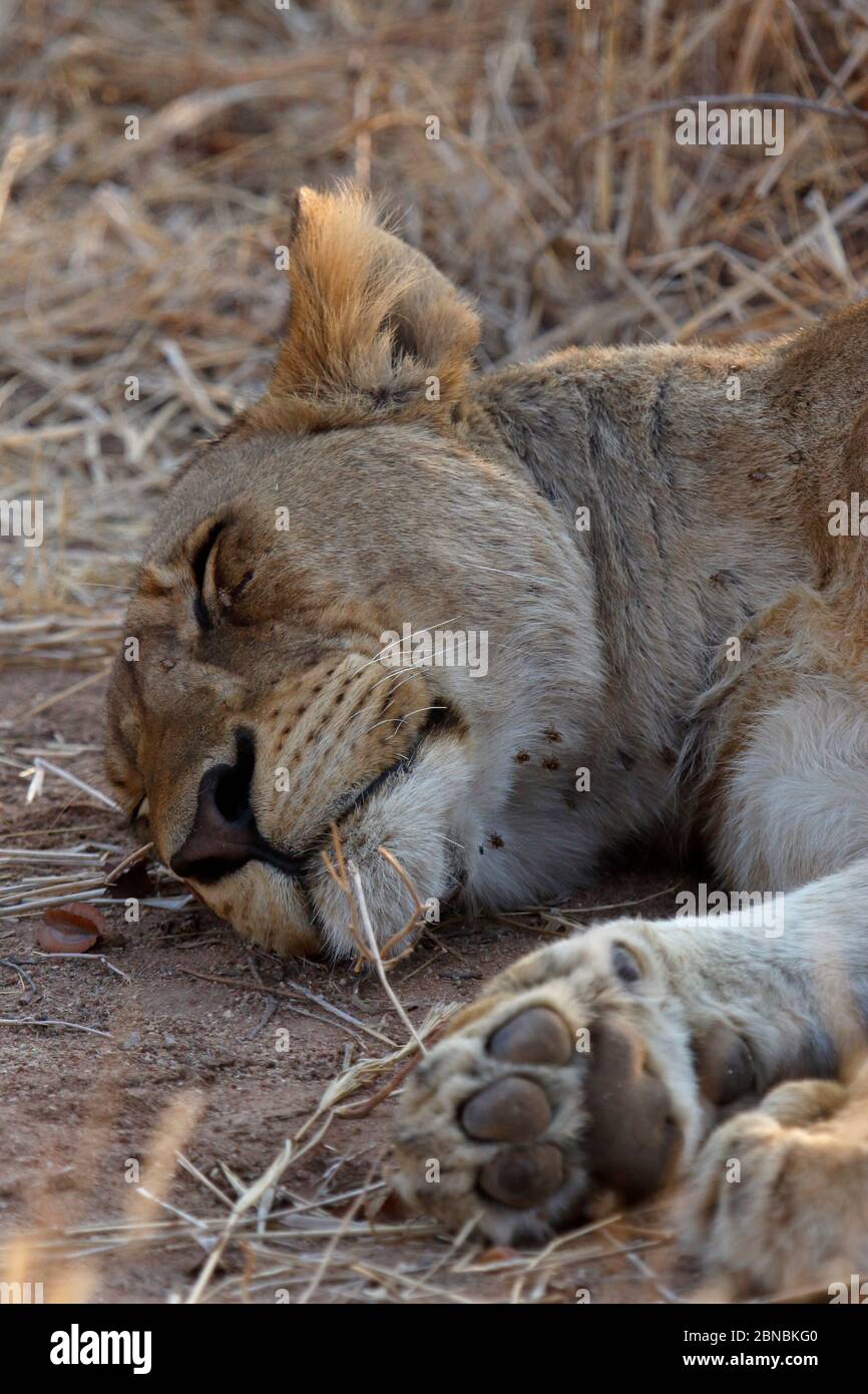 Closeup of a young lioness with bloodsucking flies Stock Photo