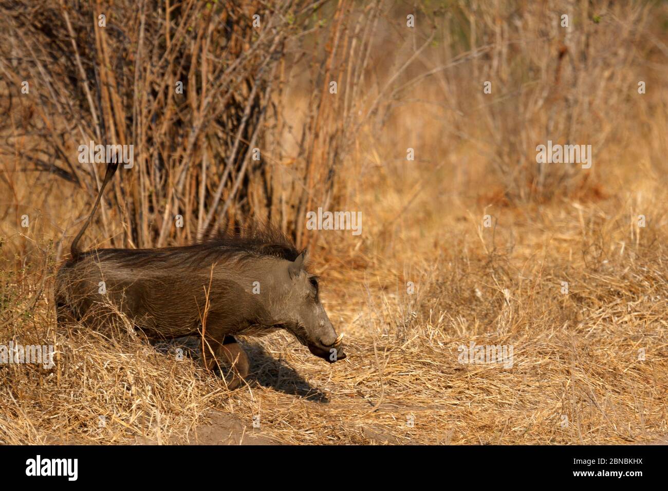 A warthog emerging from the undergrowth Stock Photo