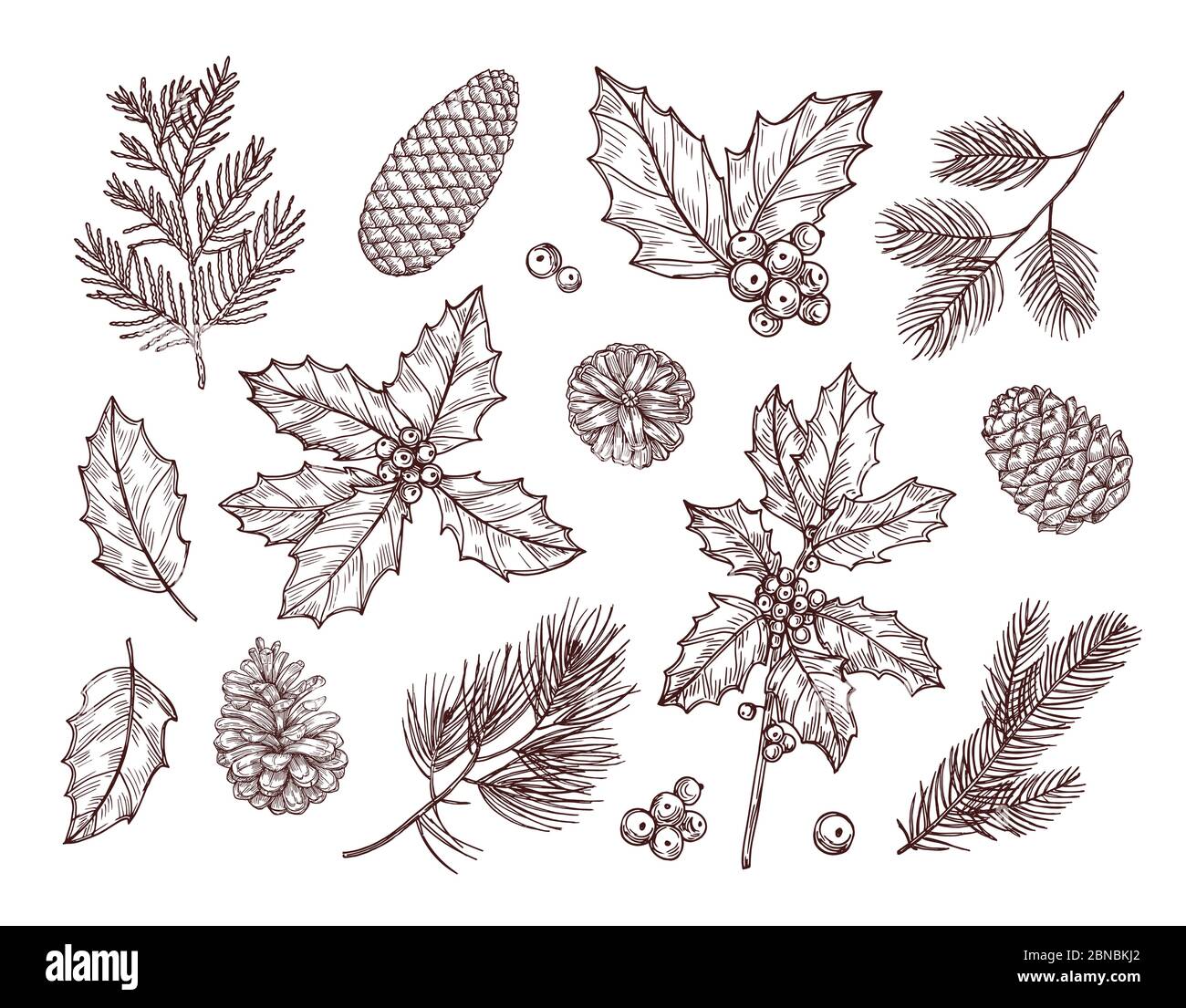 Christmas plants. Sketch fir branches, pine cones and holly leaves with berries. Christmas winter botanical vintage hand drawn set. Branch with pine sketch, decoration tree illustration Stock Vector