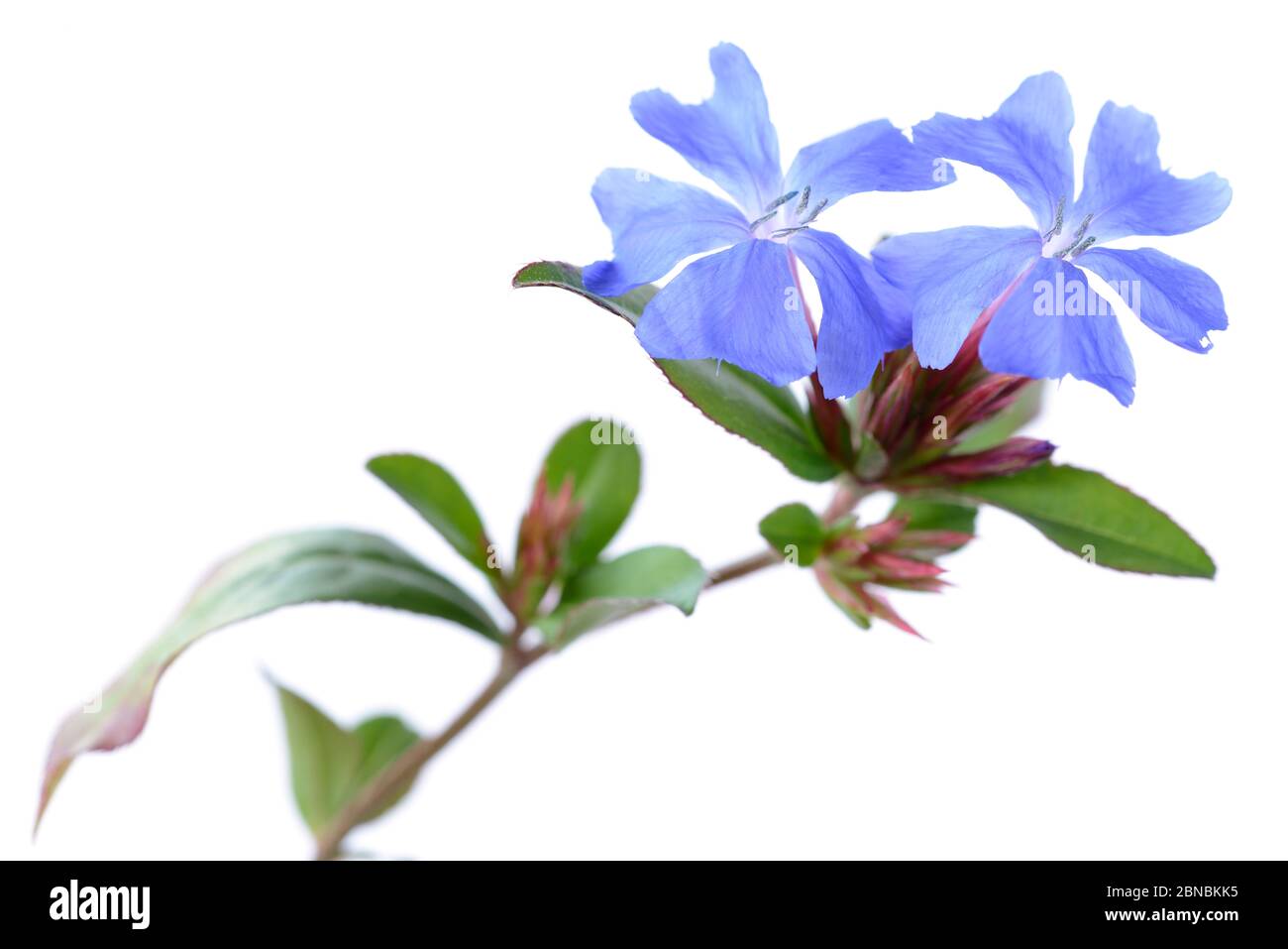 Ceratostigma hi-res stock photography and images - Alamy