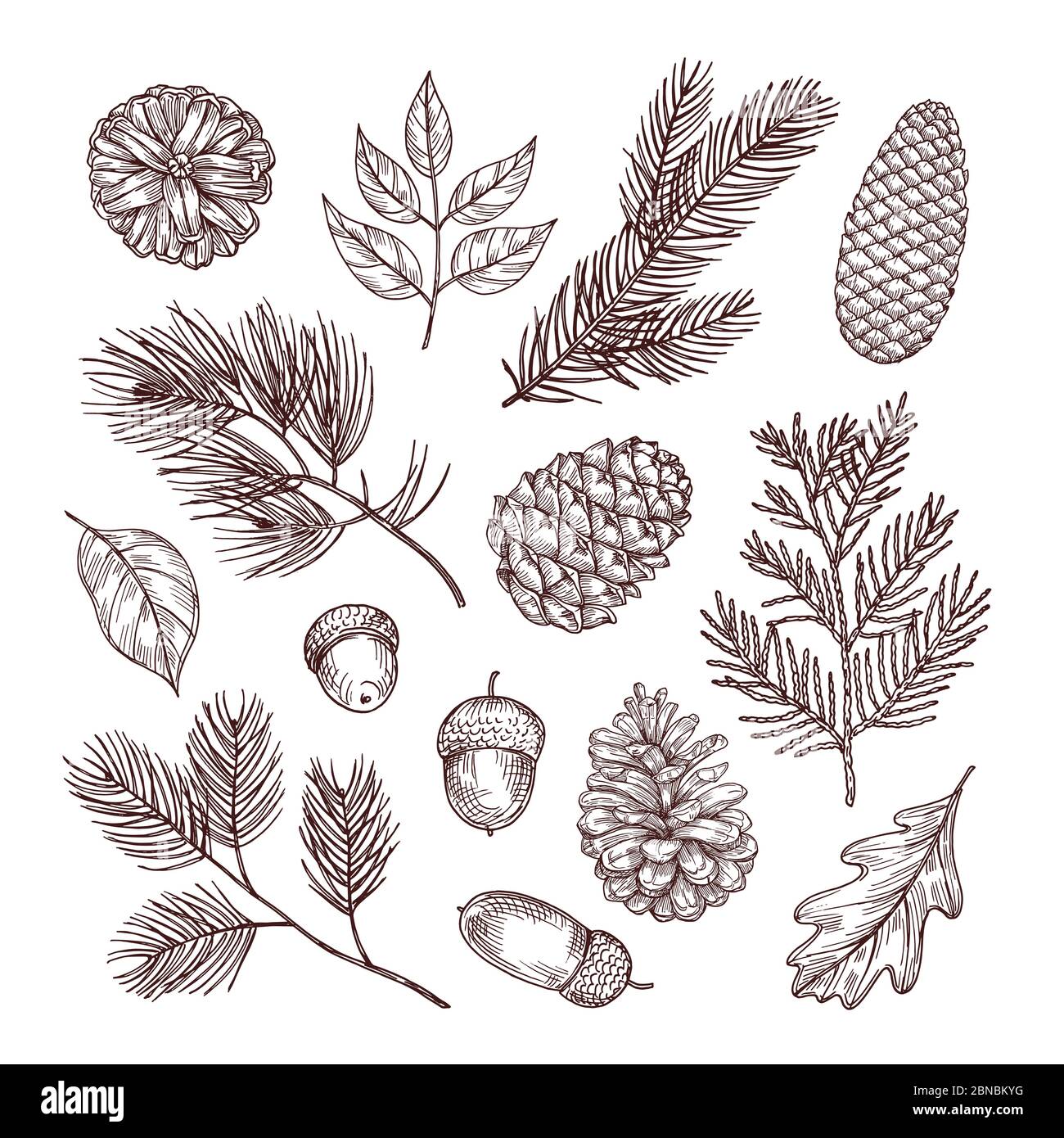 Sketch fir branches. Acorns and pine cones. Christmas, winter and autumn forest elements. Hand drawn vintage vector isolated set. Illustration of nature decoration drawing fir Stock Vector