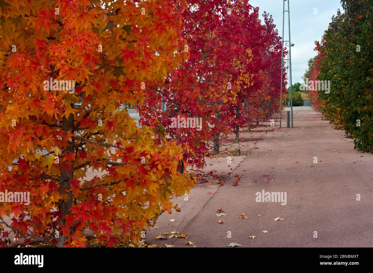 Autumn in the park. Stock Photo