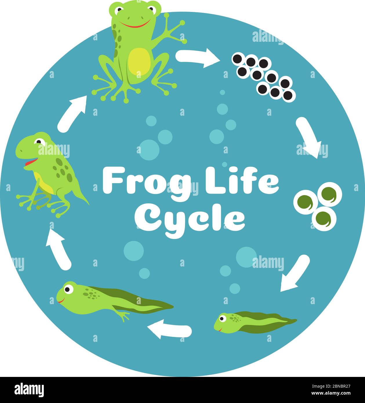 Frog life cycle. From eggs to tadpole and adult frog. Kids biology educational vector illustration. Cycle amphibian biology, animal toad growth Stock Vector
