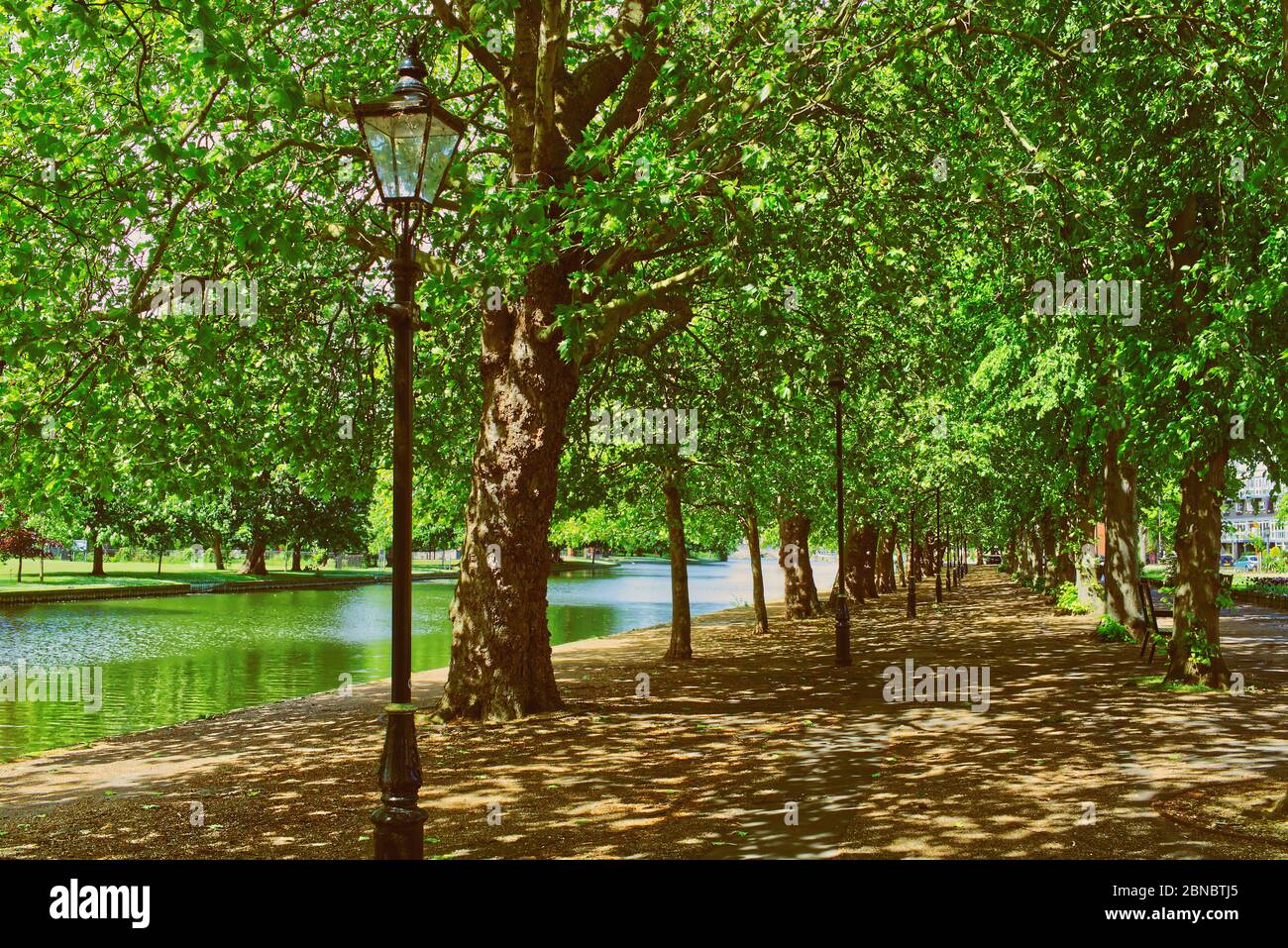 An avenue of London plane trees along Bedford embankment on the River Great Ouse provide a pleasant place to walk on a sunny spring morning Stock Photo