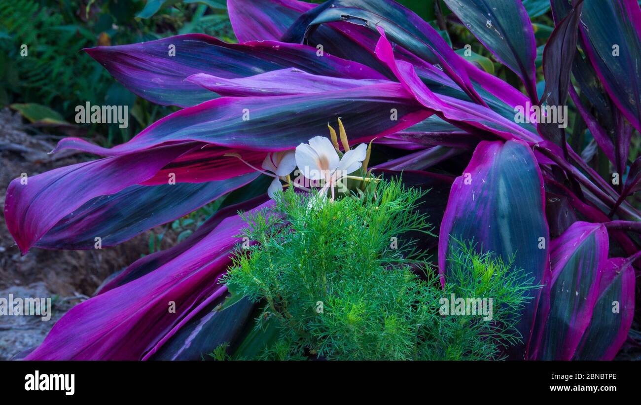 Closeup shot of a beautiful white flower on an oyster plant background Stock Photo