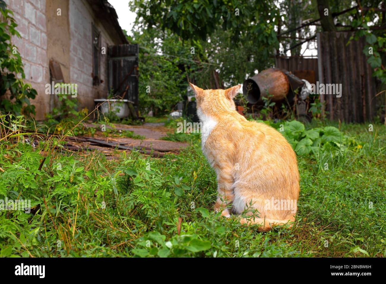 Red cat in the courtyard of the house in the village. Red cat walks ...