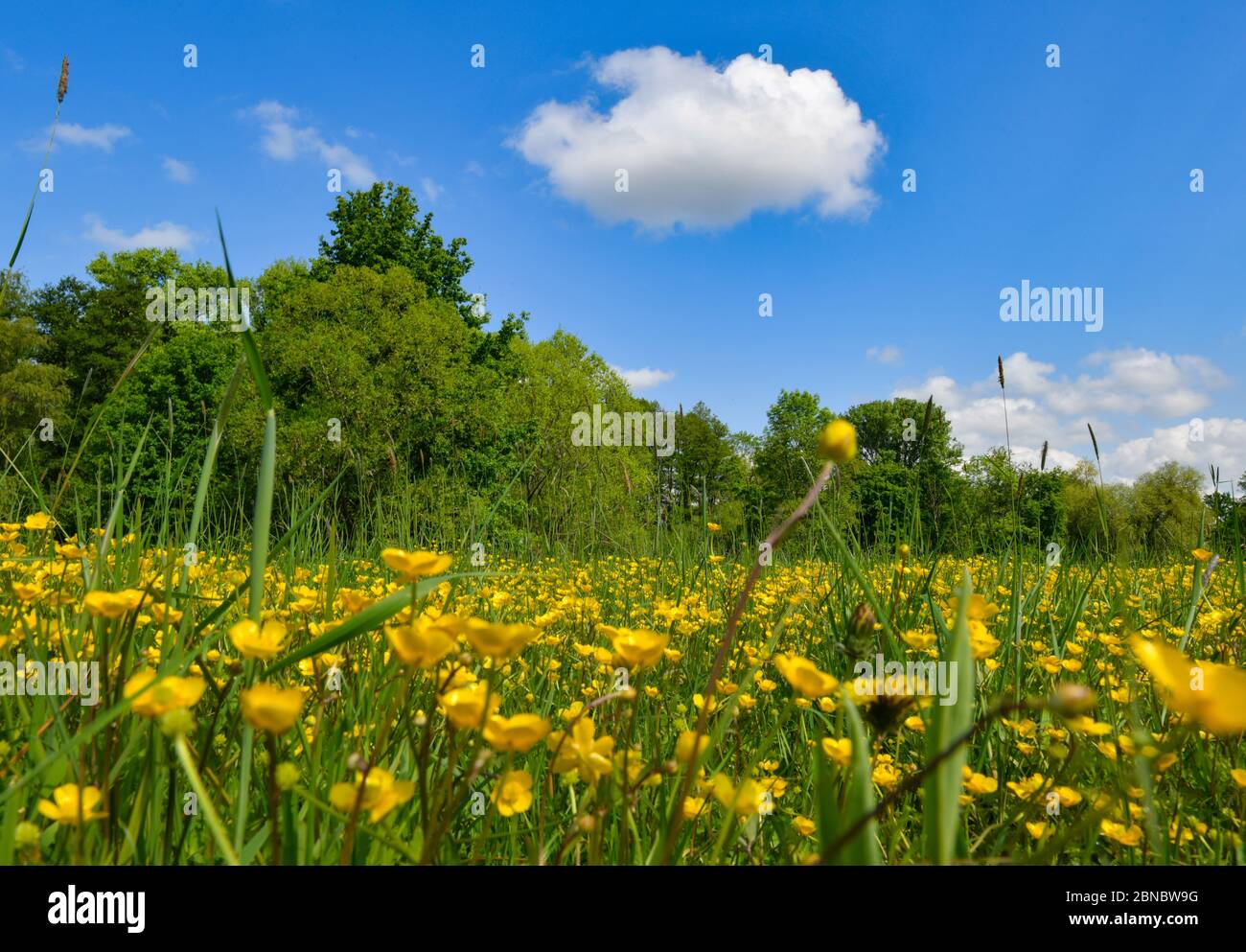 Lehde, Germany. 14th May, 2020. Bright yellow buttercup flowers bloom on a wet meadow in the Spreewald. The Spreewald is called Blota in Lower Sorbian, 'the swamps'. All Spreewald rivers together make a length of more than 1000 kilometres. Credit: Patrick Pleul/dpa-Zentralbild/ZB/dpa/Alamy Live News Stock Photo