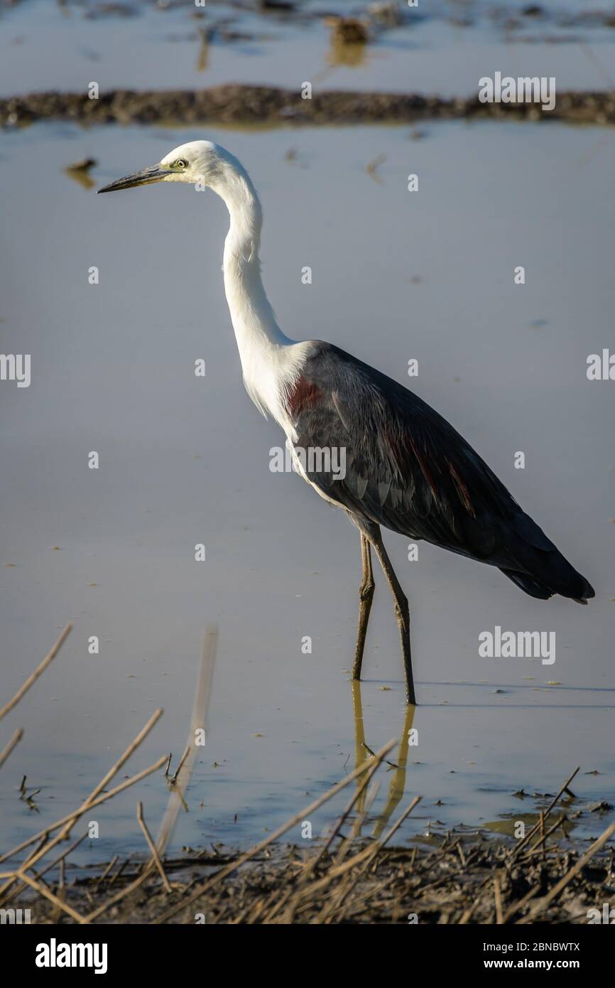 White-necked Pacific heron, Ardea pacifica, hunting shallow waters in a wetland habitat in Townsville, North Queensland in Australia. Stock Photo
