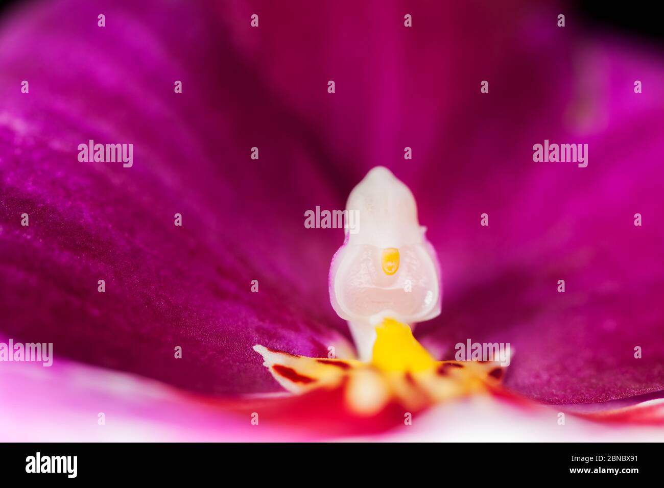 Low-angle macro view with shallow depth of field of pollen and stigma of a violet flower of the pansy orchid (lat .: Miltoniopsis hybrid) with shallow Stock Photo