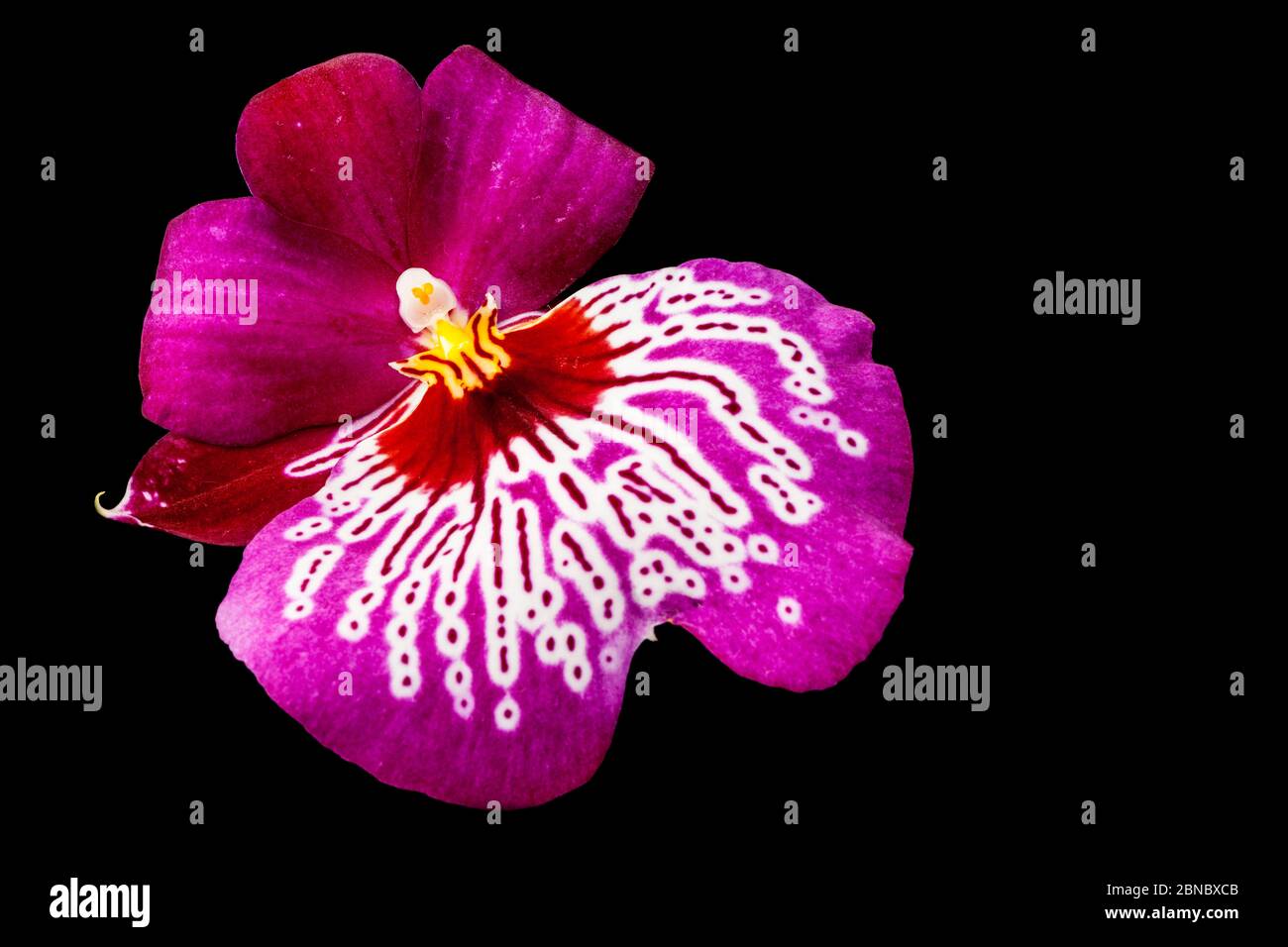 Frontal closeup of a purple beautifully patterned pansy orchid with a clearly visible hub and pollen isolated on black. Stock Photo