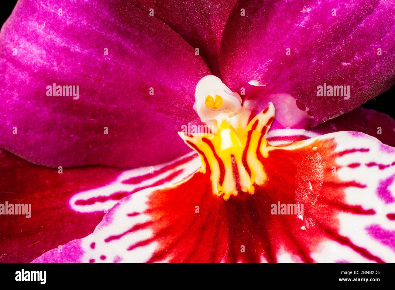 Macro view of the pollen and stigma of a purple flower of the pansy orchid (lat .: Miltoniopsis hybrid) with water drops isolated on black. Stock Photo
