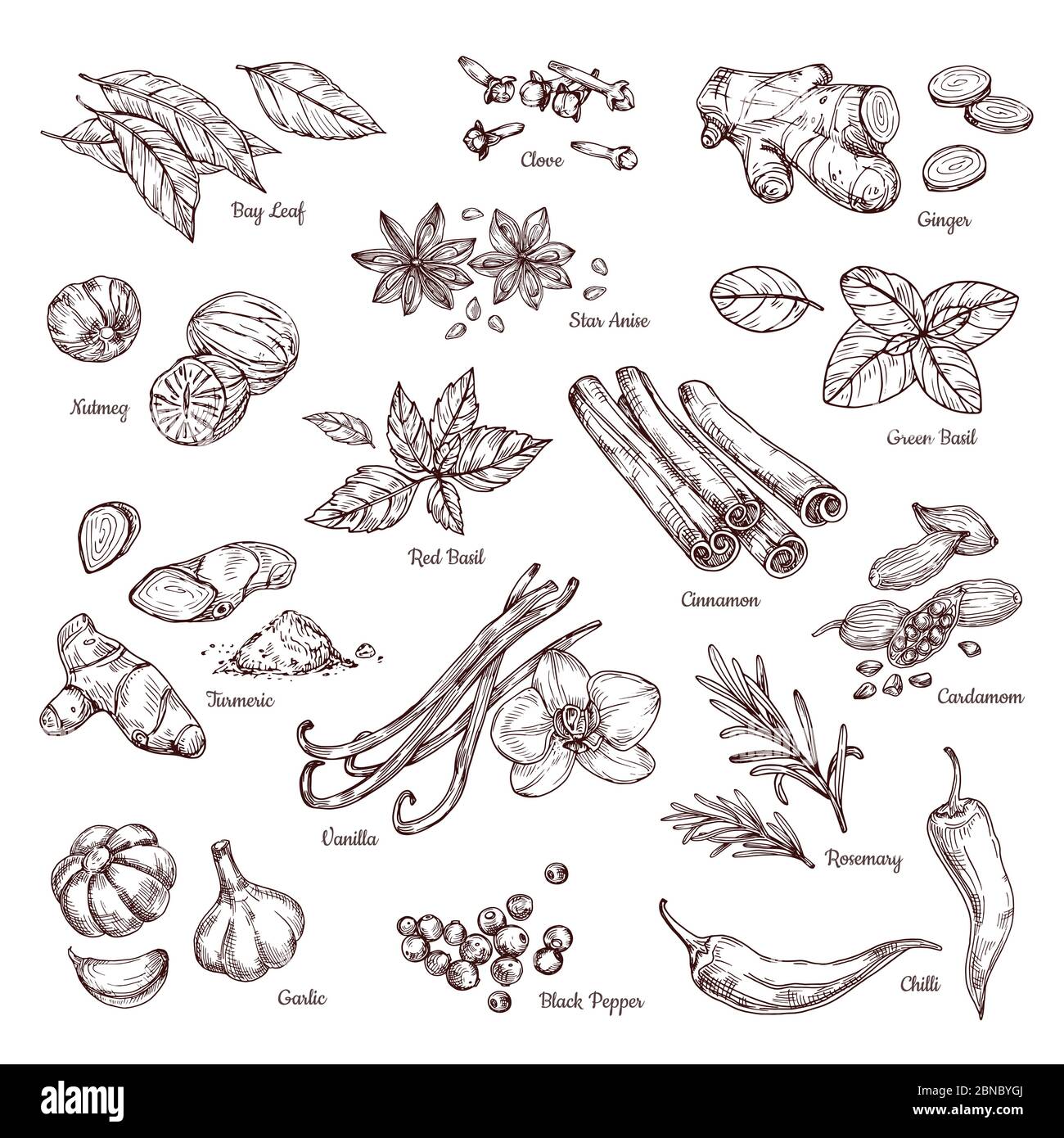 https://c8.alamy.com/comp/2BNBYGJ/hand-drawn-spices-vanilla-and-pepper-cinnamon-and-garlic-sketch-kitchen-herbs-isolated-vector-set-illustration-of-ingredient-herb-garlic-and-spice-for-cooking-2BNBYGJ.jpg