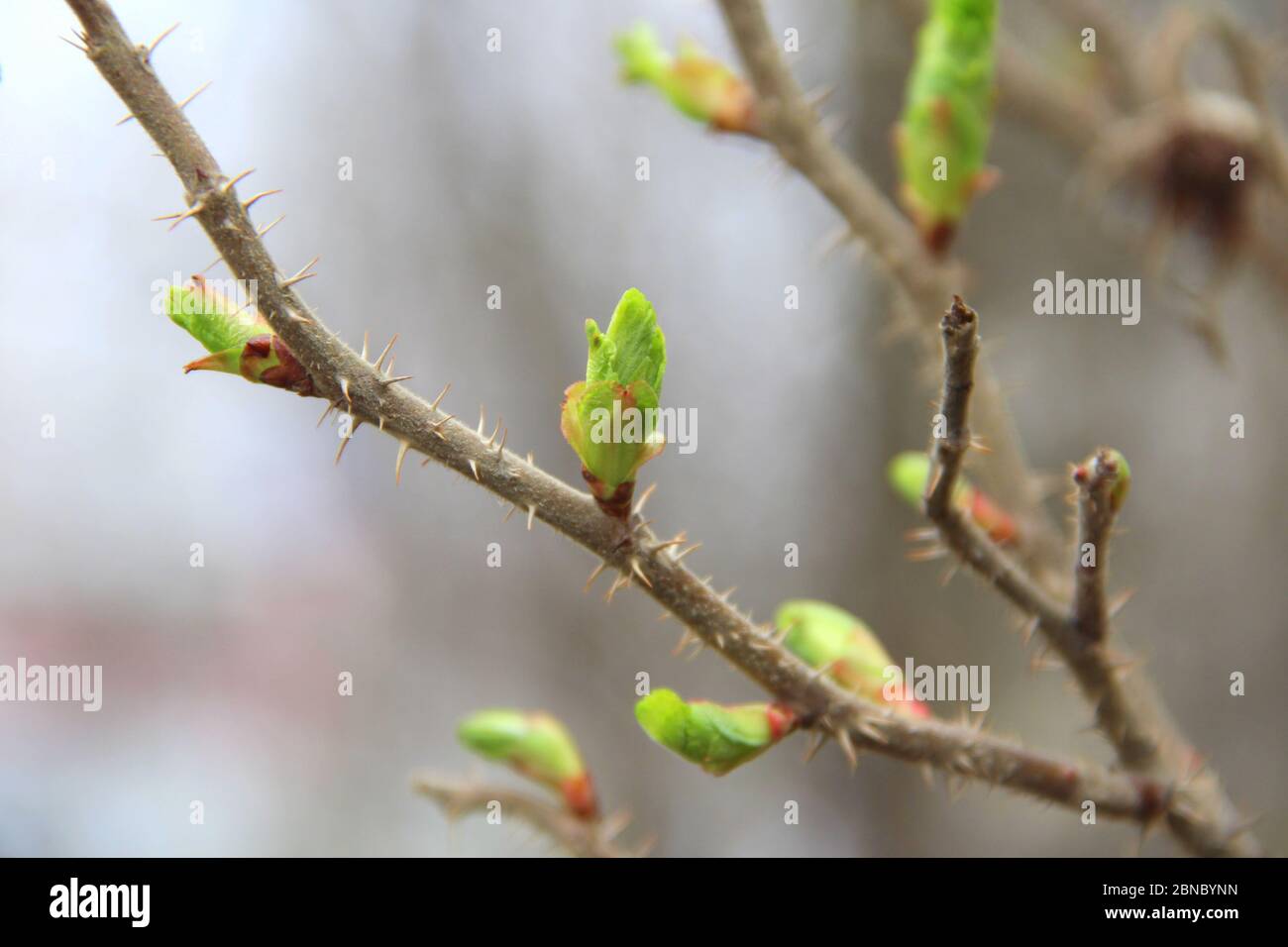 A brown branch of a bush with swelling buds. Young green buds. Small blooming leaves on a tree. Stock Photo
