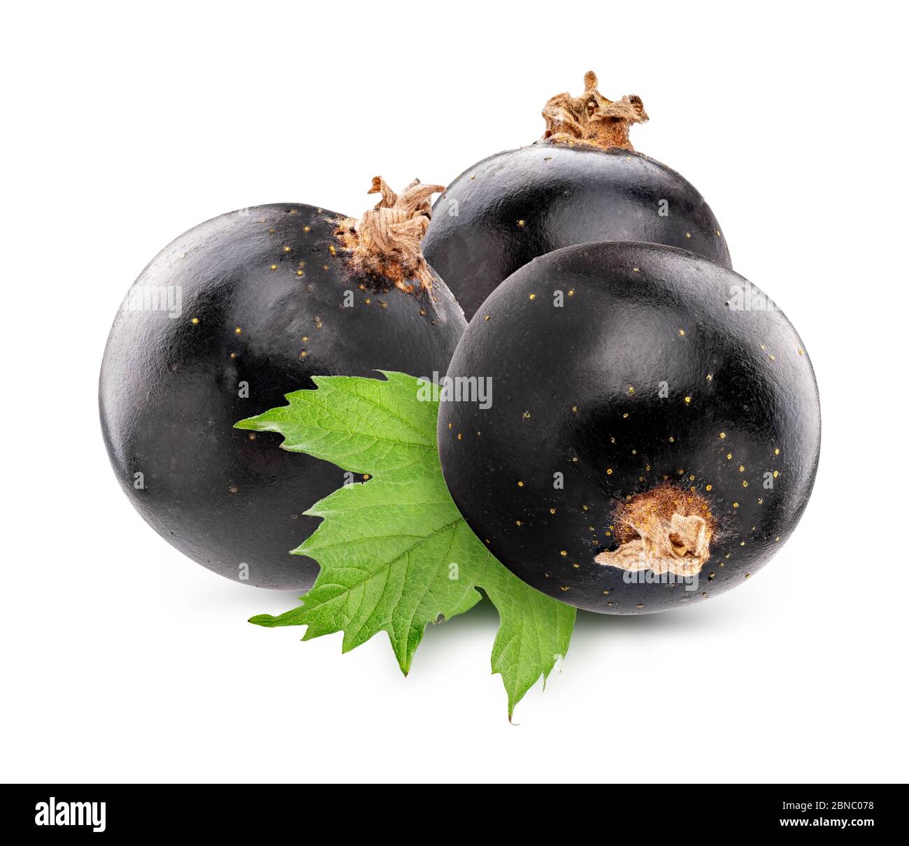 Black currants isolated on white backgeound Stock Photo