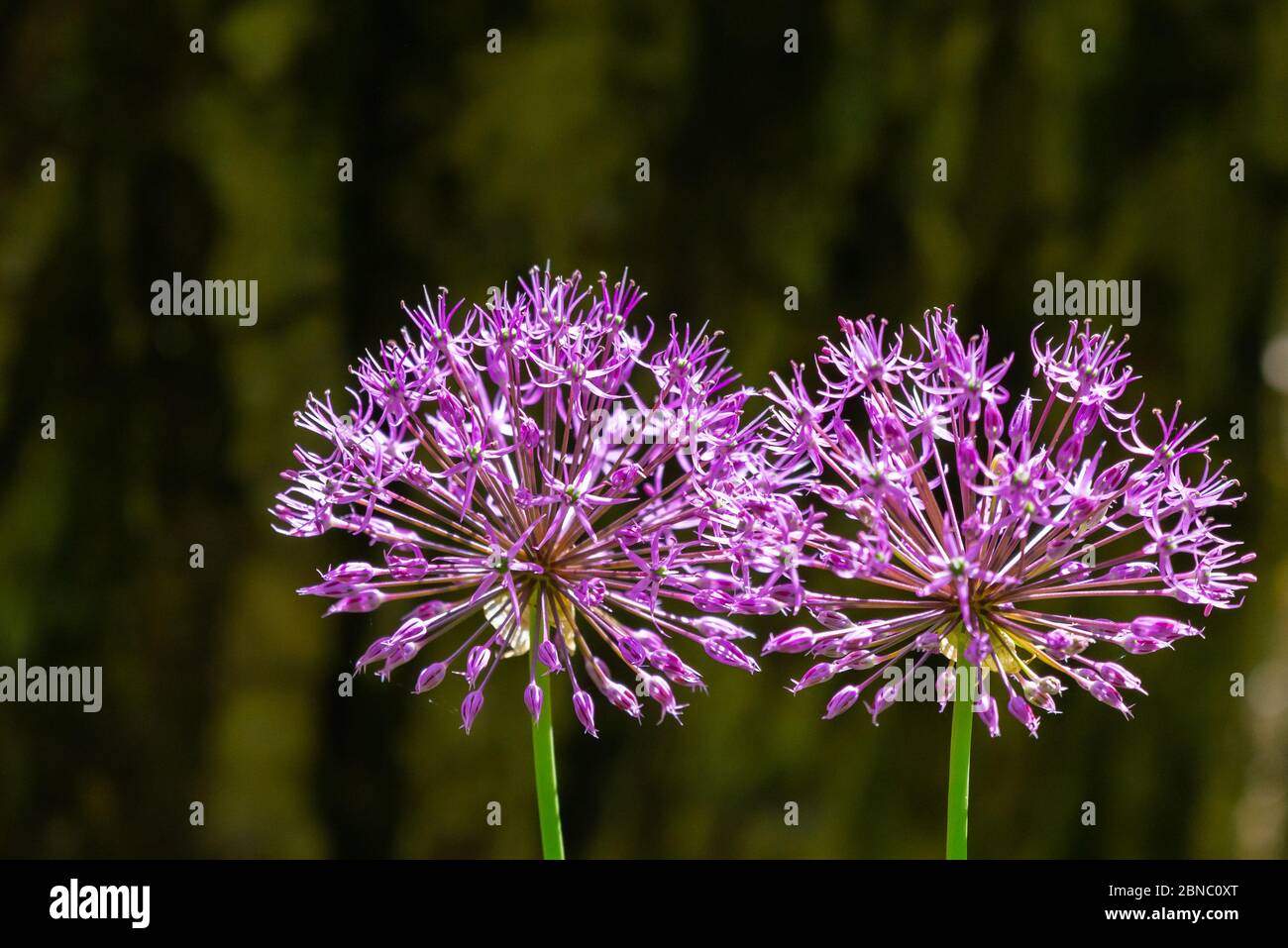 Blooming purple organic decorative bow, close-up on grass background, Allium rosenbachianum Stock Photo