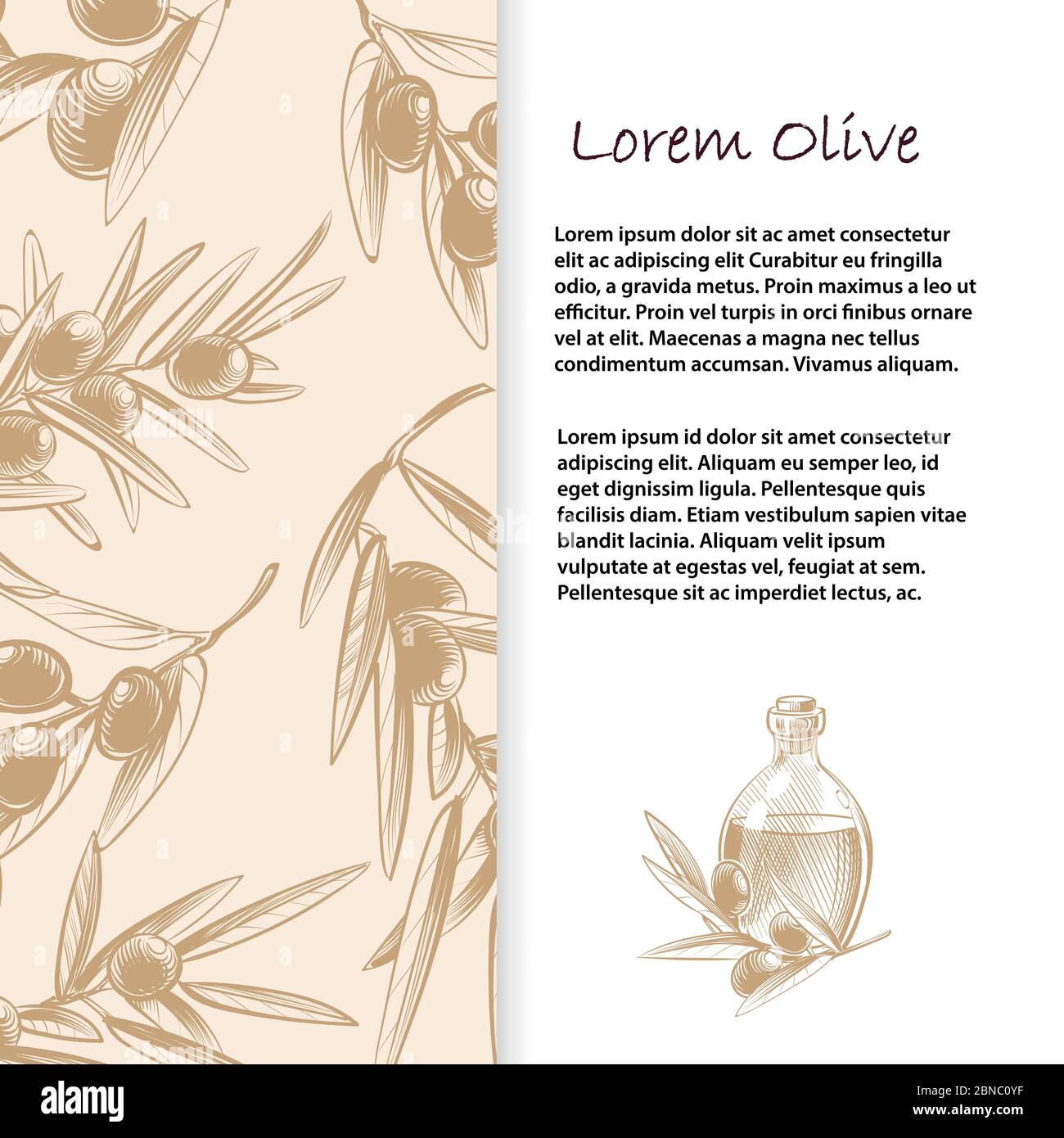 Olive branches vector banner template and poster . Vintage page with text illustration Stock Vector