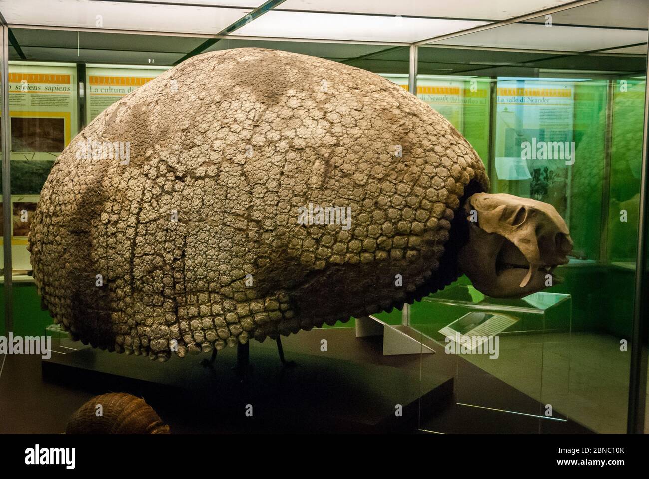 Glyptodon hi-res stock photography and images - Alamy