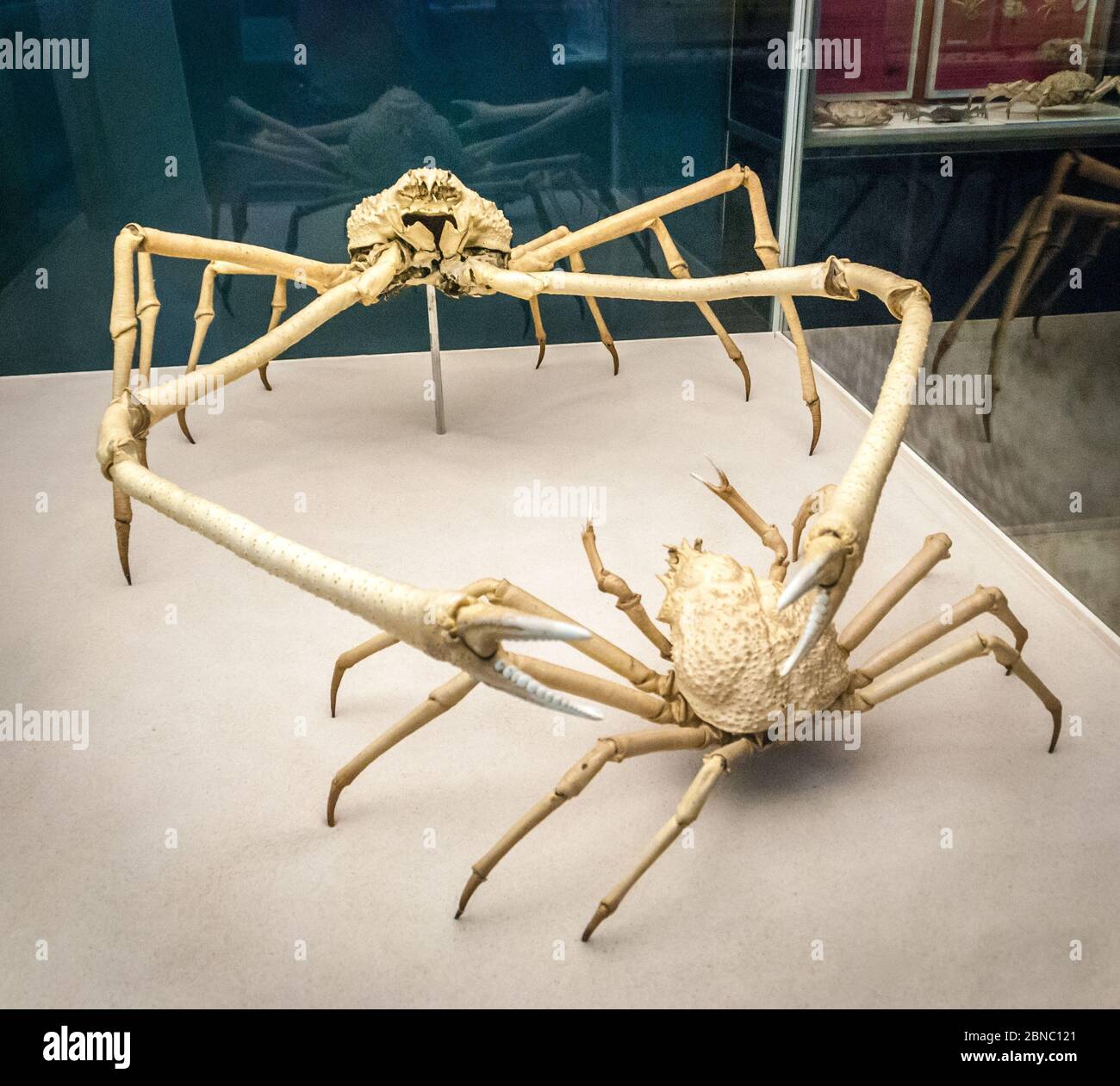 Japanese spider crab skeleton (Macrocheira kaempferi). Is a species of marine crab that lives in the waters around Japan. It has the largest leg span Stock Photo