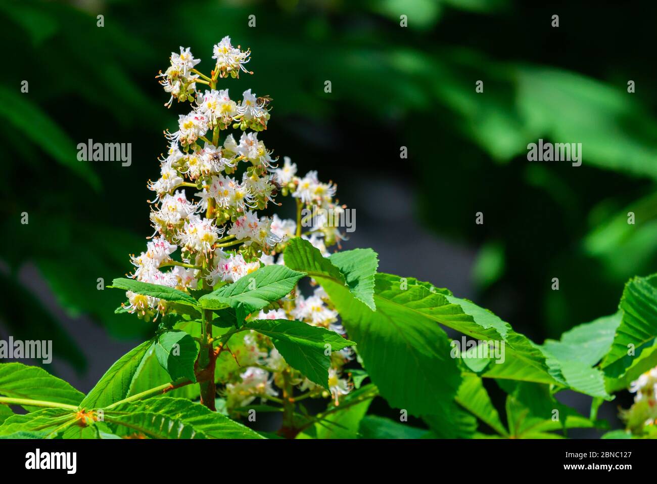 Branches of blossoming chestnut tree. Spring in a city Stock Photo - Alamy