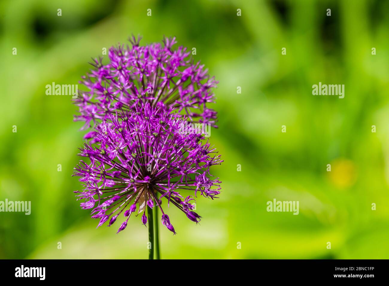 Blooming purple organic decorative bow, close-up on grass background, Allium rosenbachianum Stock Photo