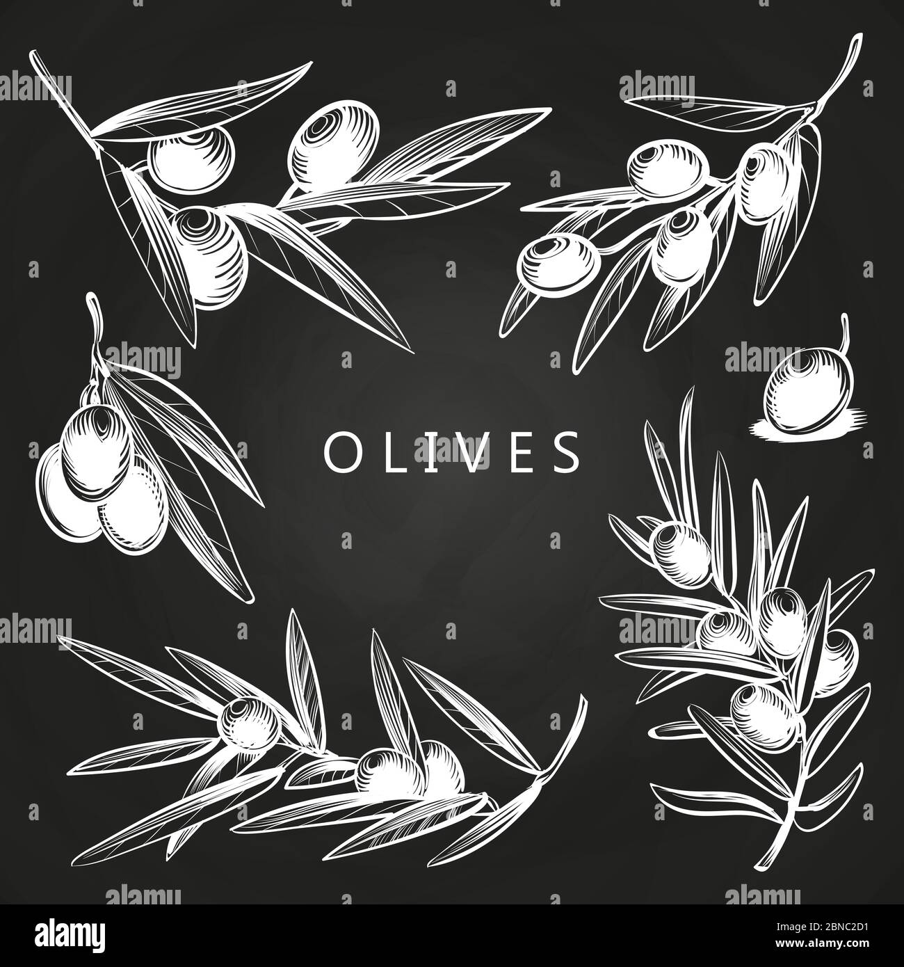 Hand drawn olive branches on vector chalk board isolated illustration Stock Vector