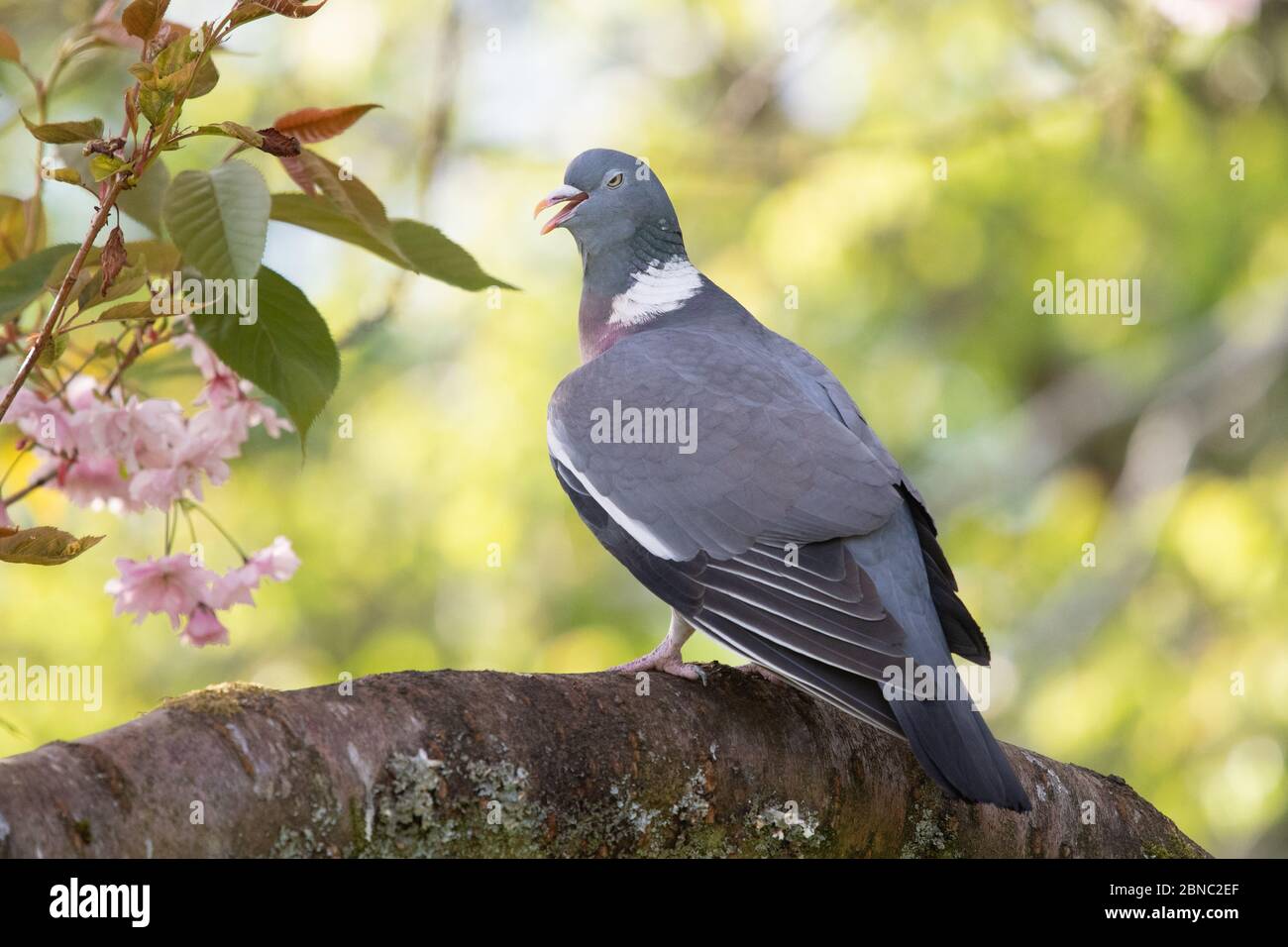 Single pigeon glares menacingly with eyes half closed Stock Photo - Alamy