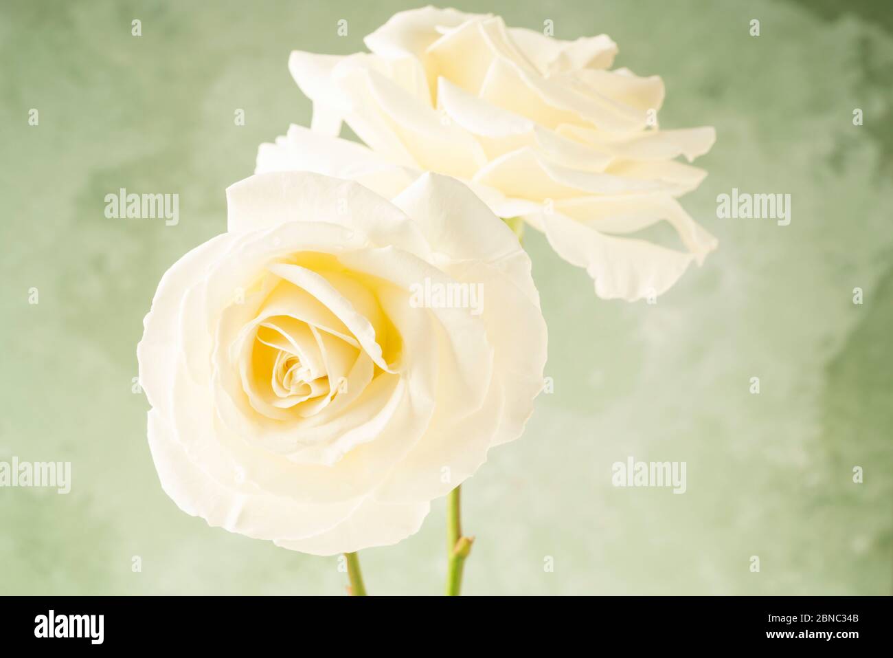 Two White Roses Opening Two white roses over soft green background with copy space Stock Photo ...