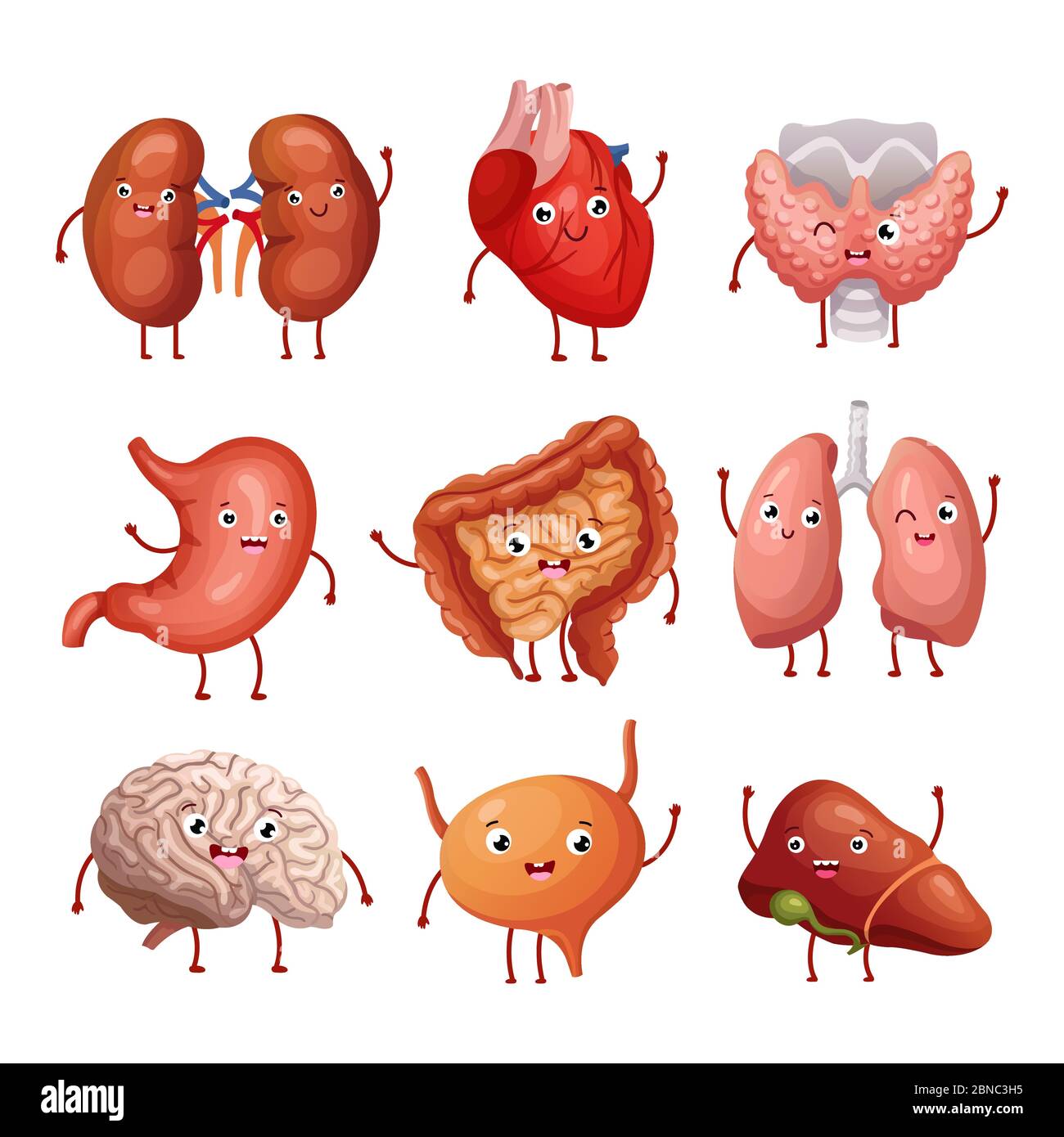 Cute cartoon human organs. Stomach, lungs and kidneys, brain and heart, liver. Funny inner organs vector anatomy characters brain and heart, liver and internal organ illustration Stock Vector