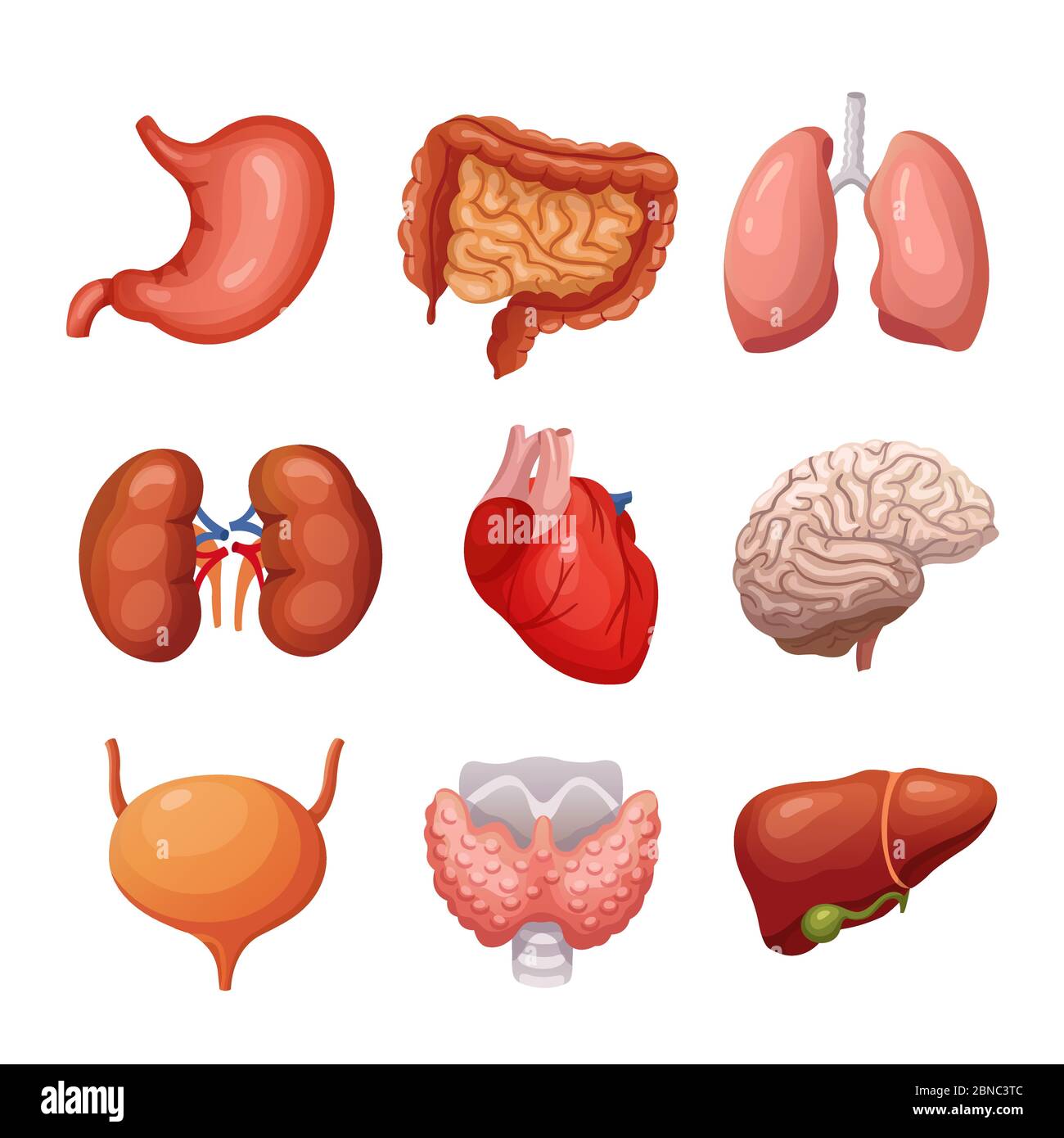 Human internal organs. Stomach and lungs, kidneys and heart, brain and liver. Body parts vector anatomy set. Illustration health organ collection for system Stock Vector