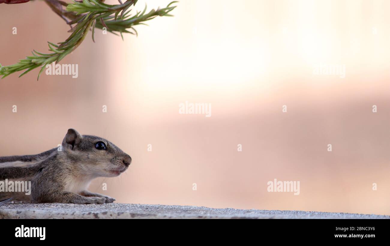 Squirrels are members of the family Sciuridae, ground squirrels, chipmunks, marmots, flying squirrels on wall, selective focus with blur Stock Photo