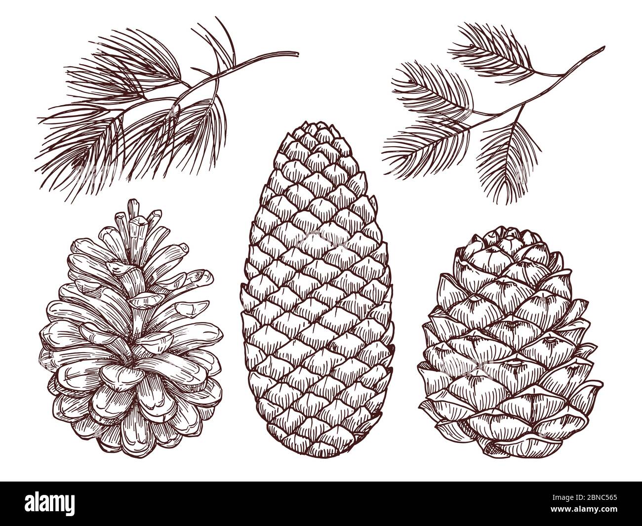 Hand drawn forest vector elements. Sketched pine branches and pinecones isolated on white background illustration Stock Vector