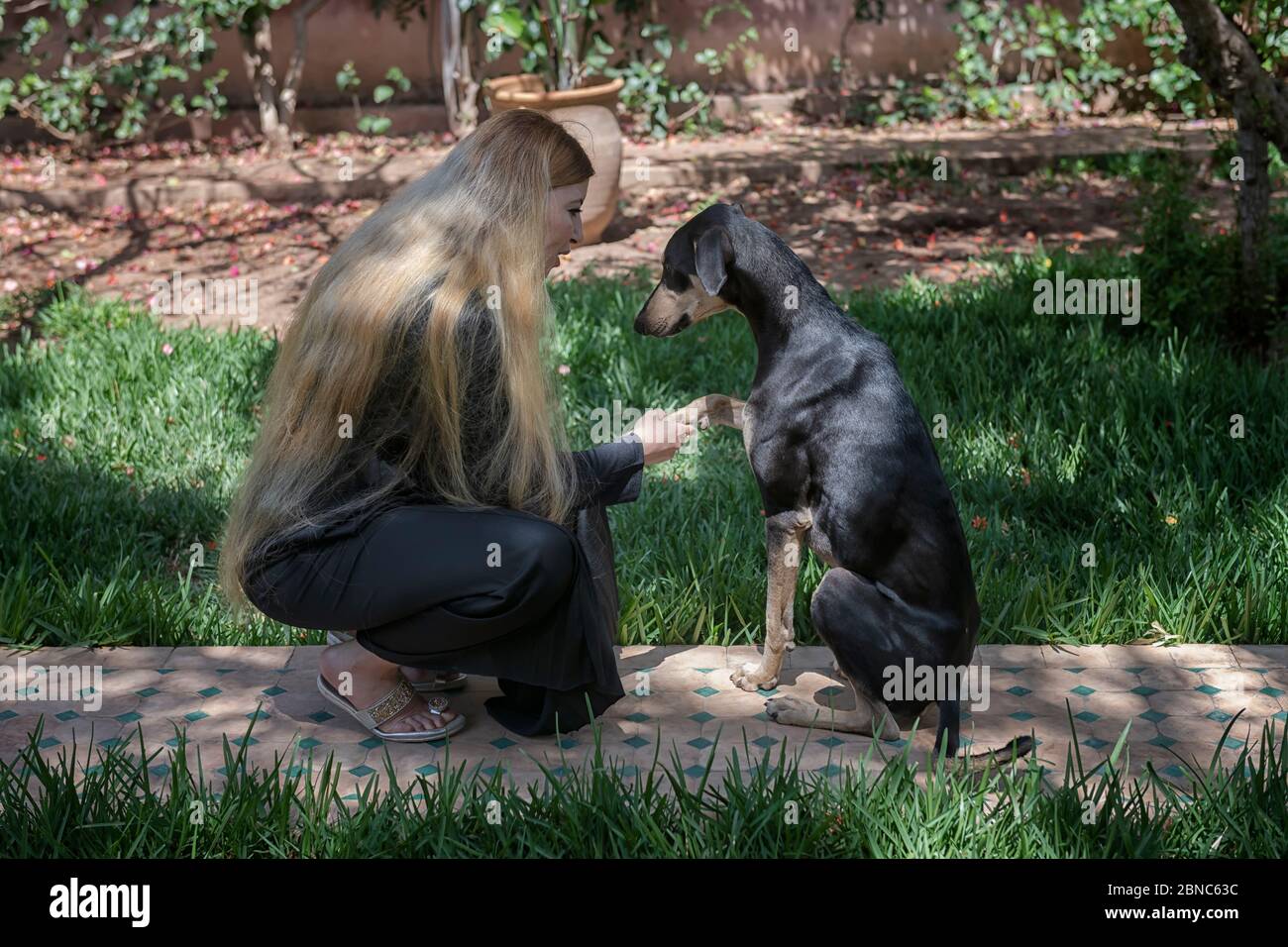 Beautiful Moroccan Arab Muslim woman with long blond hair is training obedience with a young black Sloughi dog (Arabian greyhound), inside a backyard Stock Photo