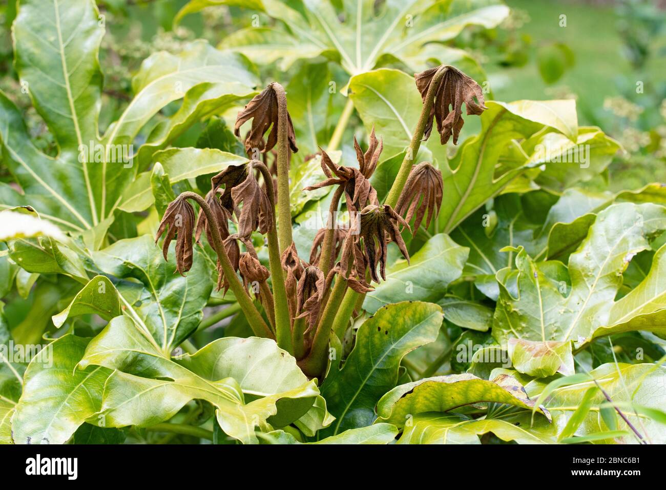 Frost damage to what was fresh green new growth on fatsia japonica (false castor oil) plant - Scotland, UK Stock Photo