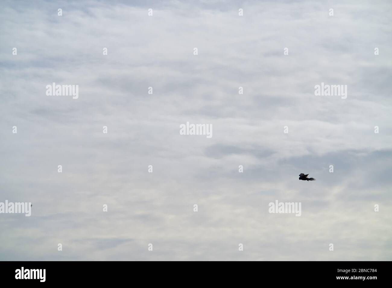 Kestel,Falco tinnunculus, hovering. Stock Photo