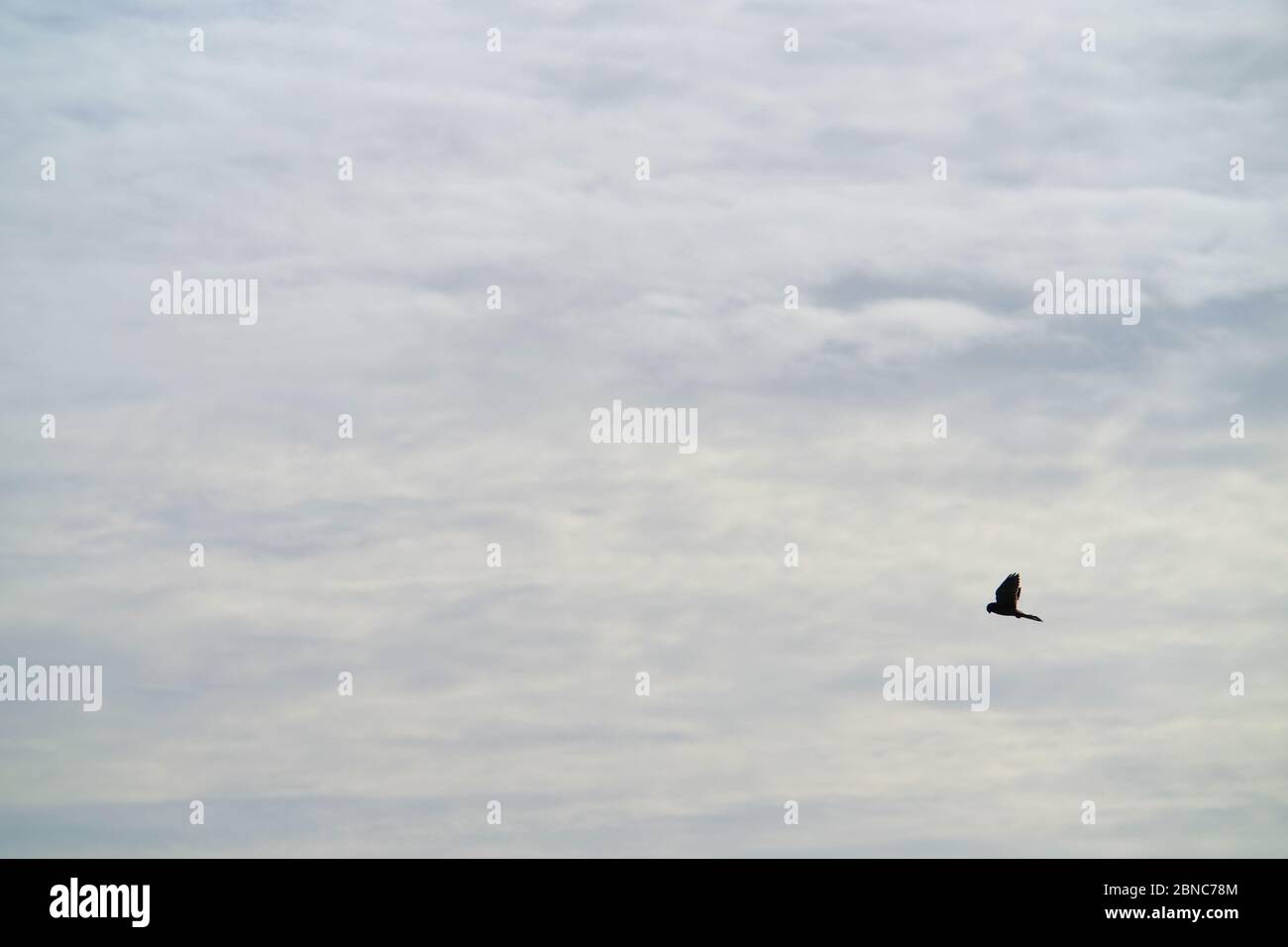Kestel,Falco tinnunculus, hovering. Stock Photo