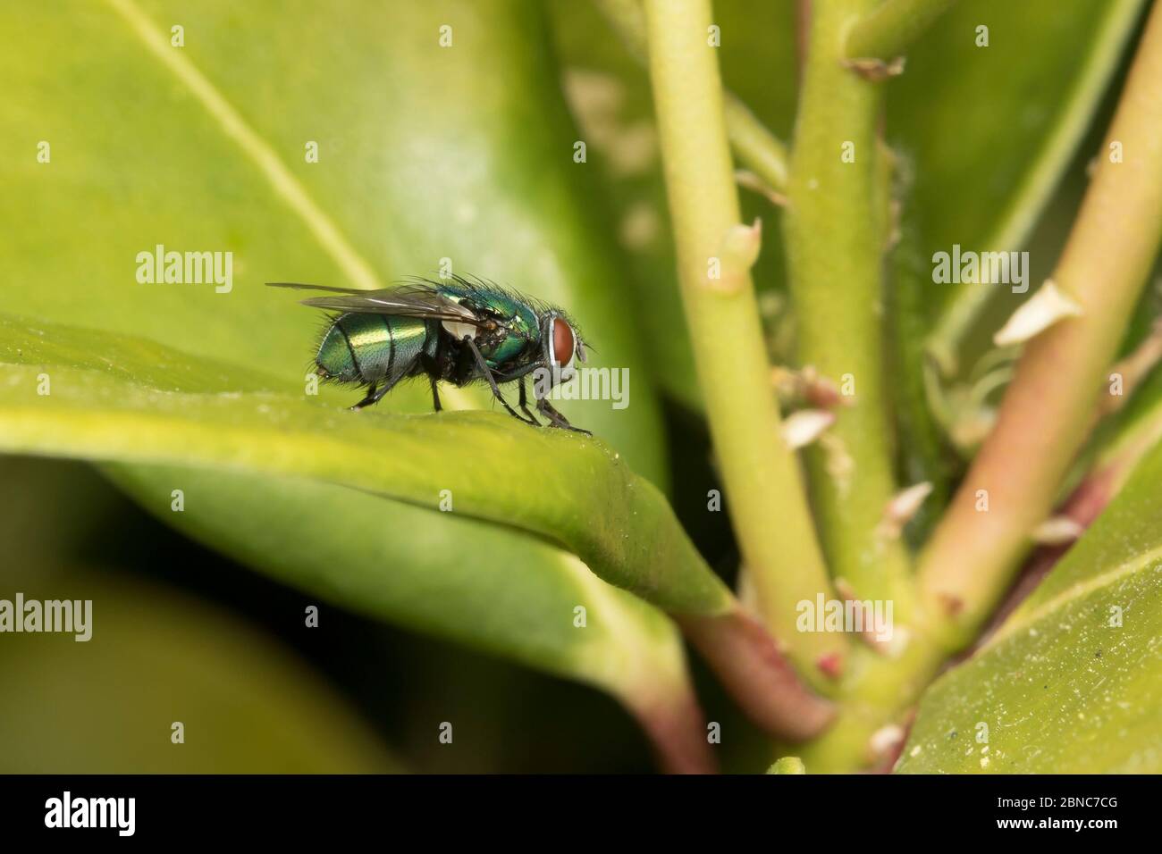 Side view close up of isolated UK green blow fly (Calliphoridae) isolated outdoors on green laurel leaf in garden. Green blow flies, greenbottles UK. Stock Photo