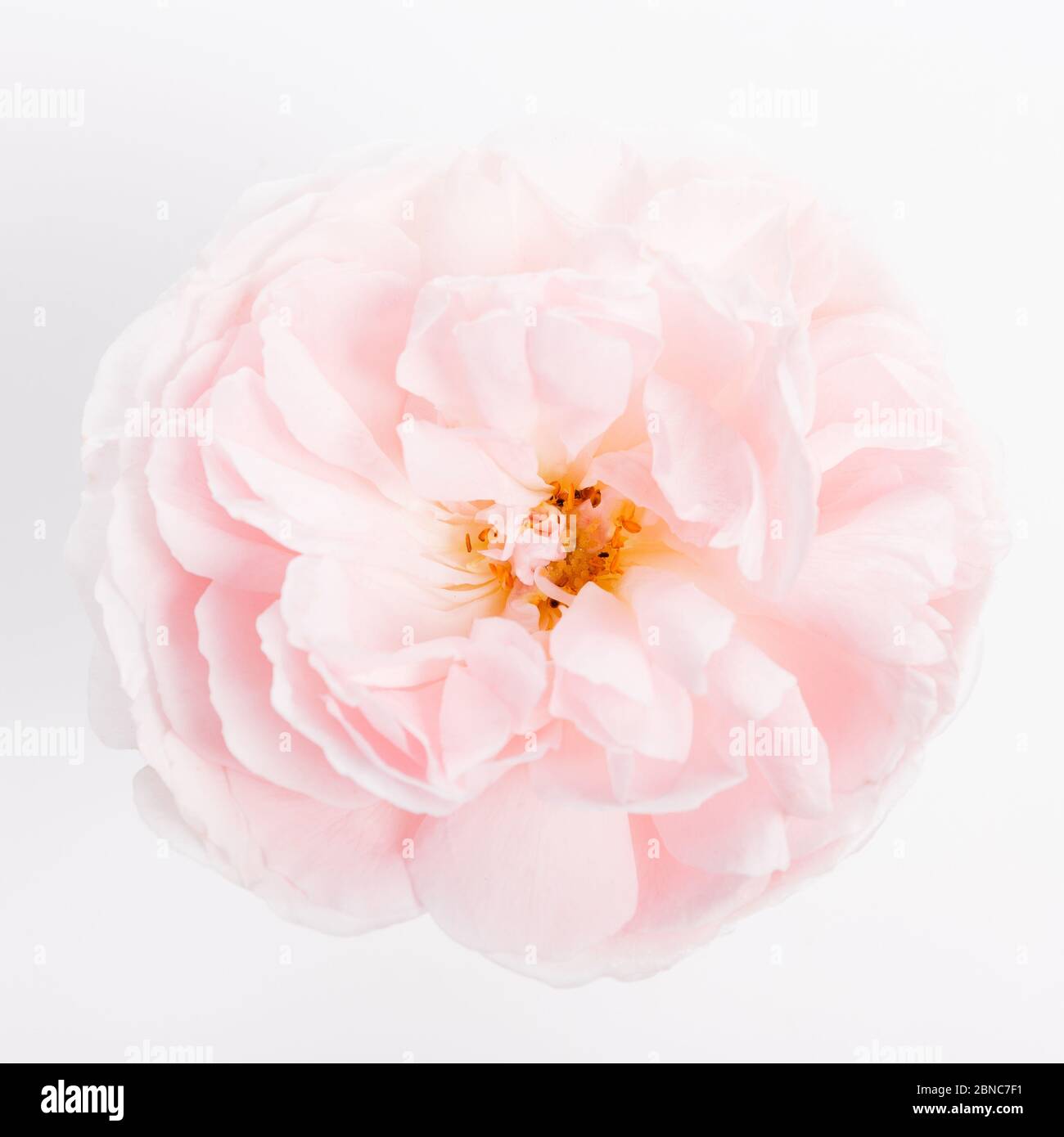 Beautiful pink rose close hi-res stock photography and images - Alamy