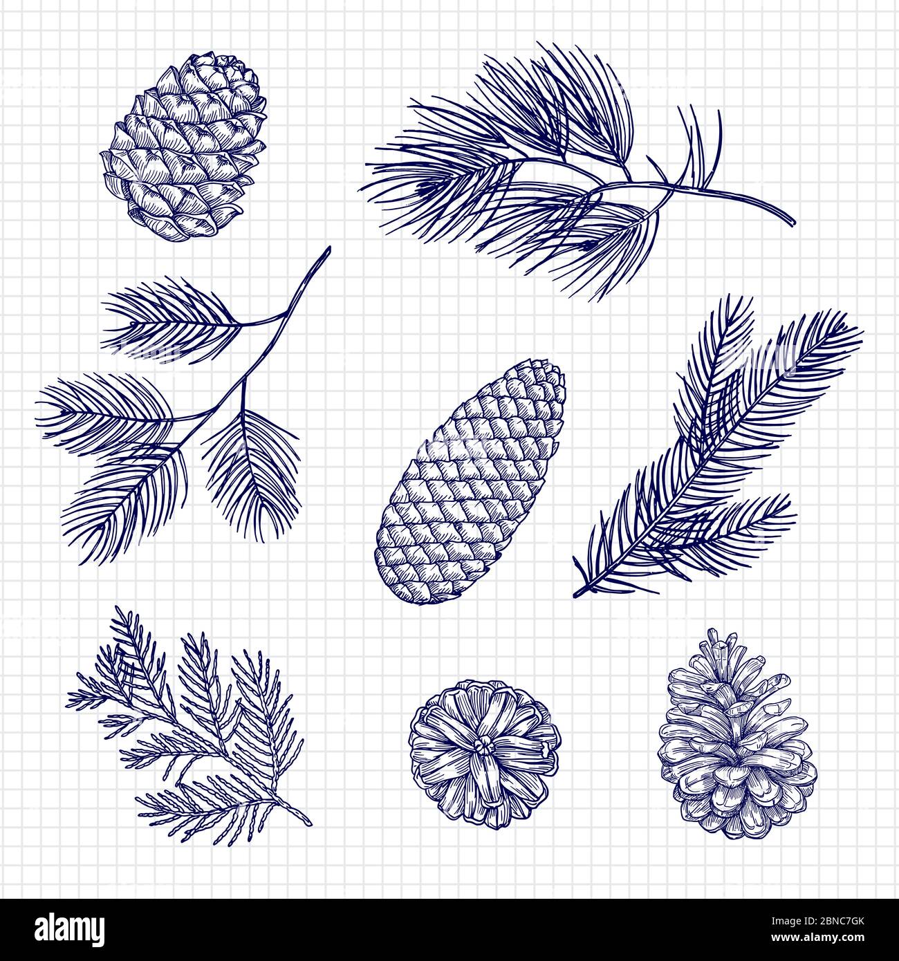 Hand sketched fir tree branches and cones vector illustration isolated on white Stock Vector