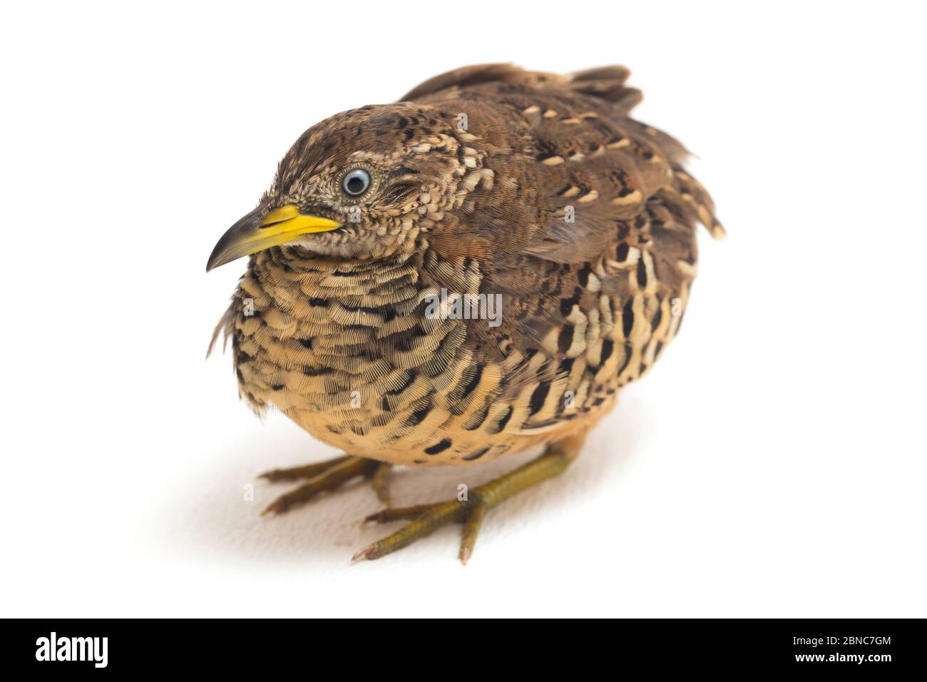 A male barred buttonquail or common bustard-quail (Turnix suscitator) isolated on white background Stock Photo