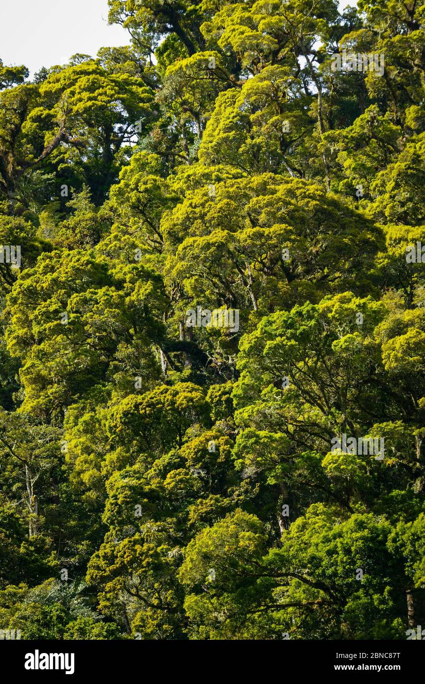 Cloudforest canopy in La Amistad national park, Chiriqui province, Republic of Panama. Stock Photo