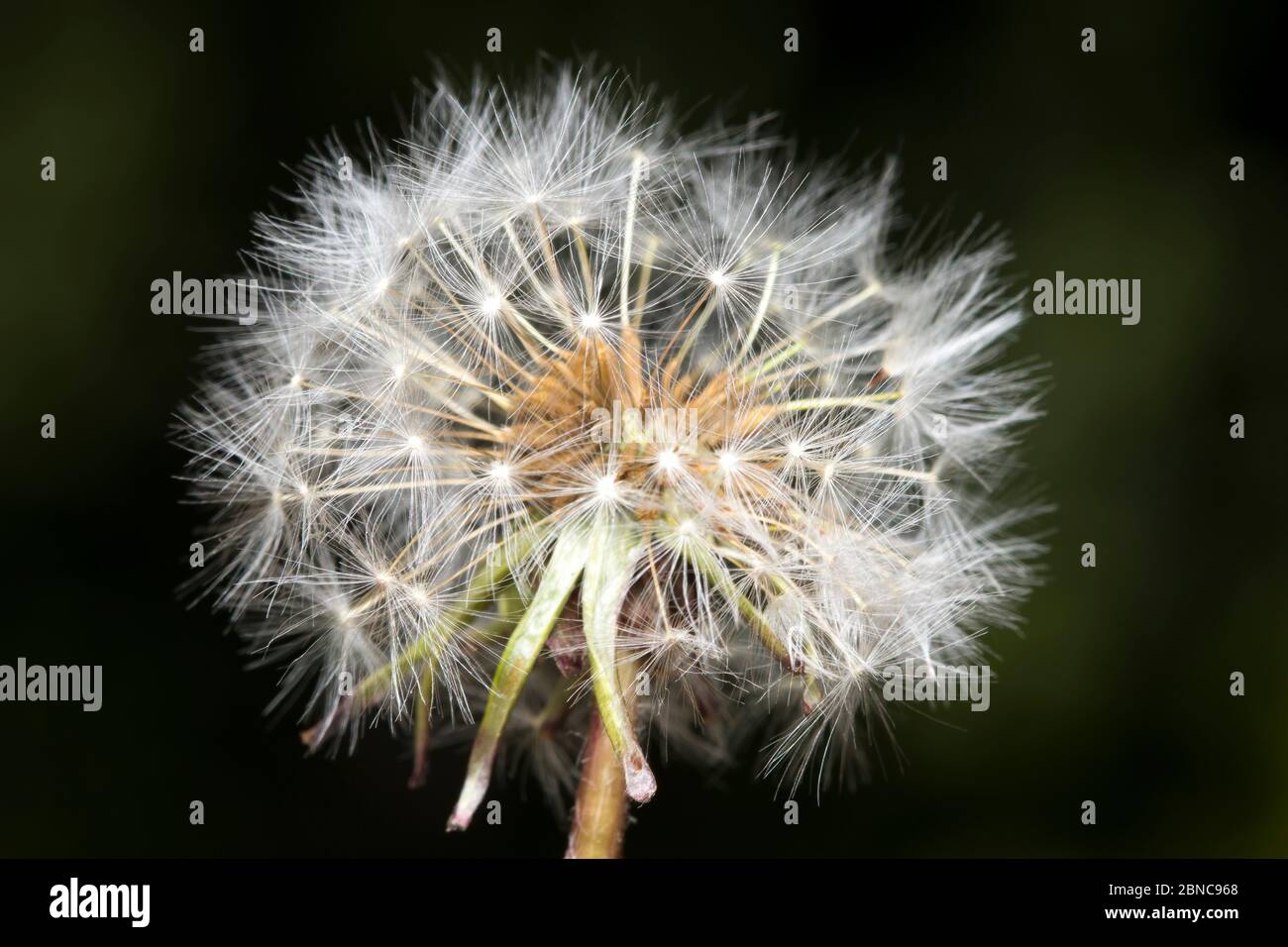 Macro close up of single common dandelion seedhead (Taraxacum officinale) isolated outdoors in garden, dark background. Stock Photo