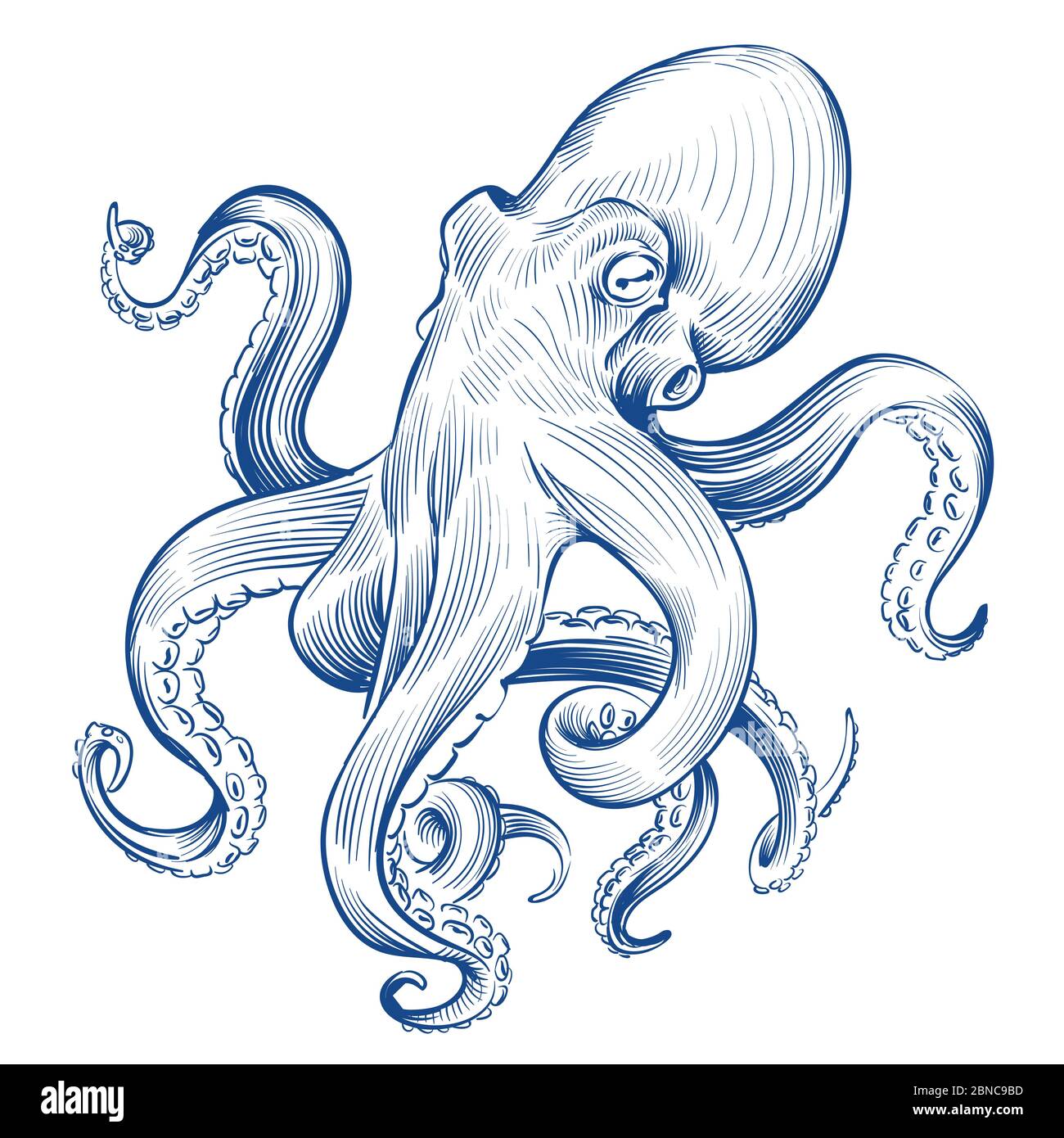 Vintage octopus. Hand drawn squid engraved ocean animal. Etching octopus vector illustration. Squid octopus animal, marine seafood Stock Vector