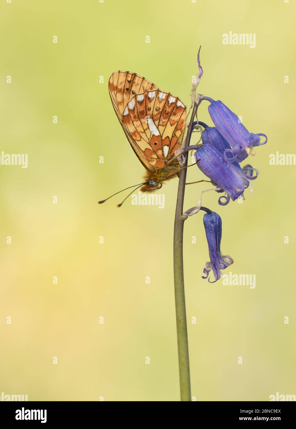 Pearl-bordered Fritillary (Boloria euphrosyne) butterfly roosting on a bluebell flower, taken in Cirencester Park, Gloucestershire, England. Stock Photo